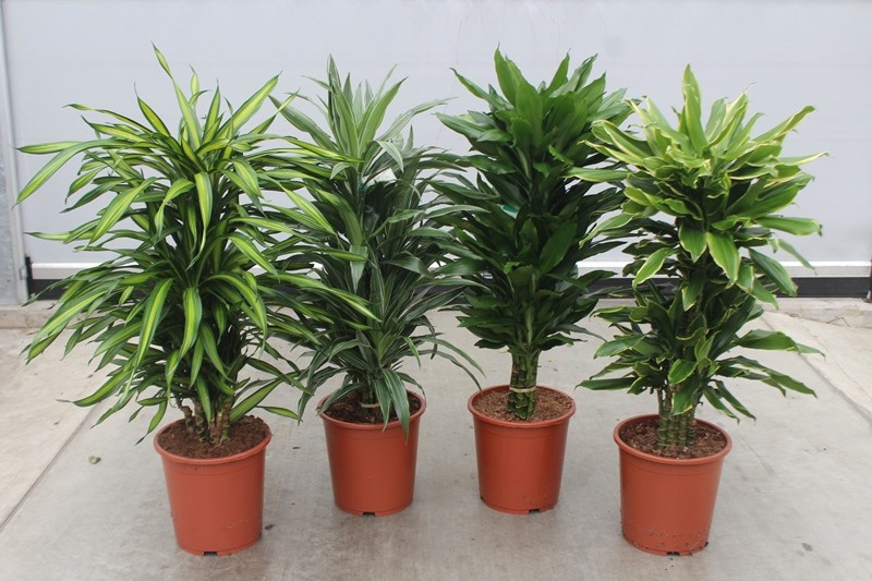 Dracaena fragrans Mixkar 27, D 27