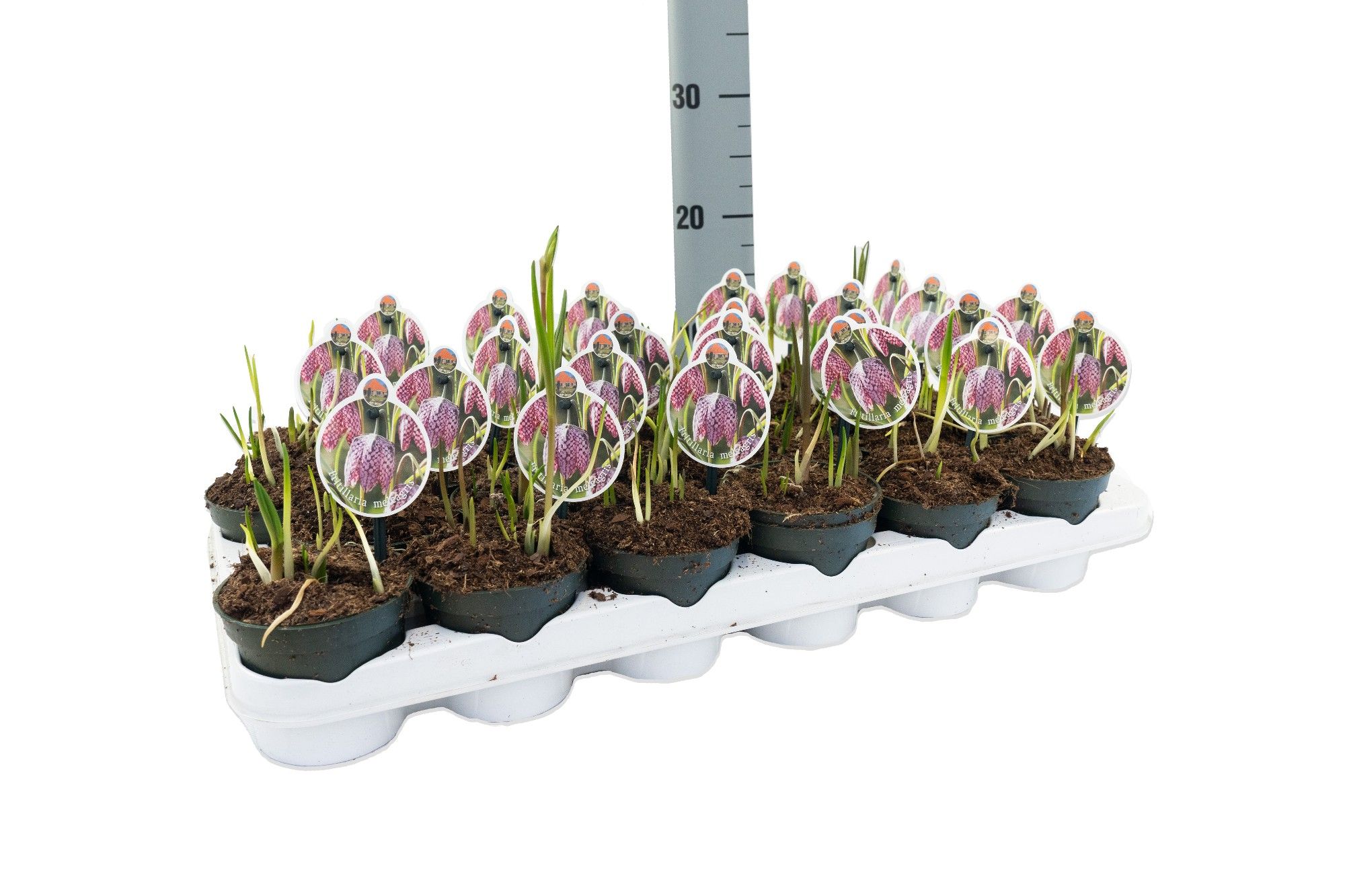 Fritillaria Meleagris, D 9