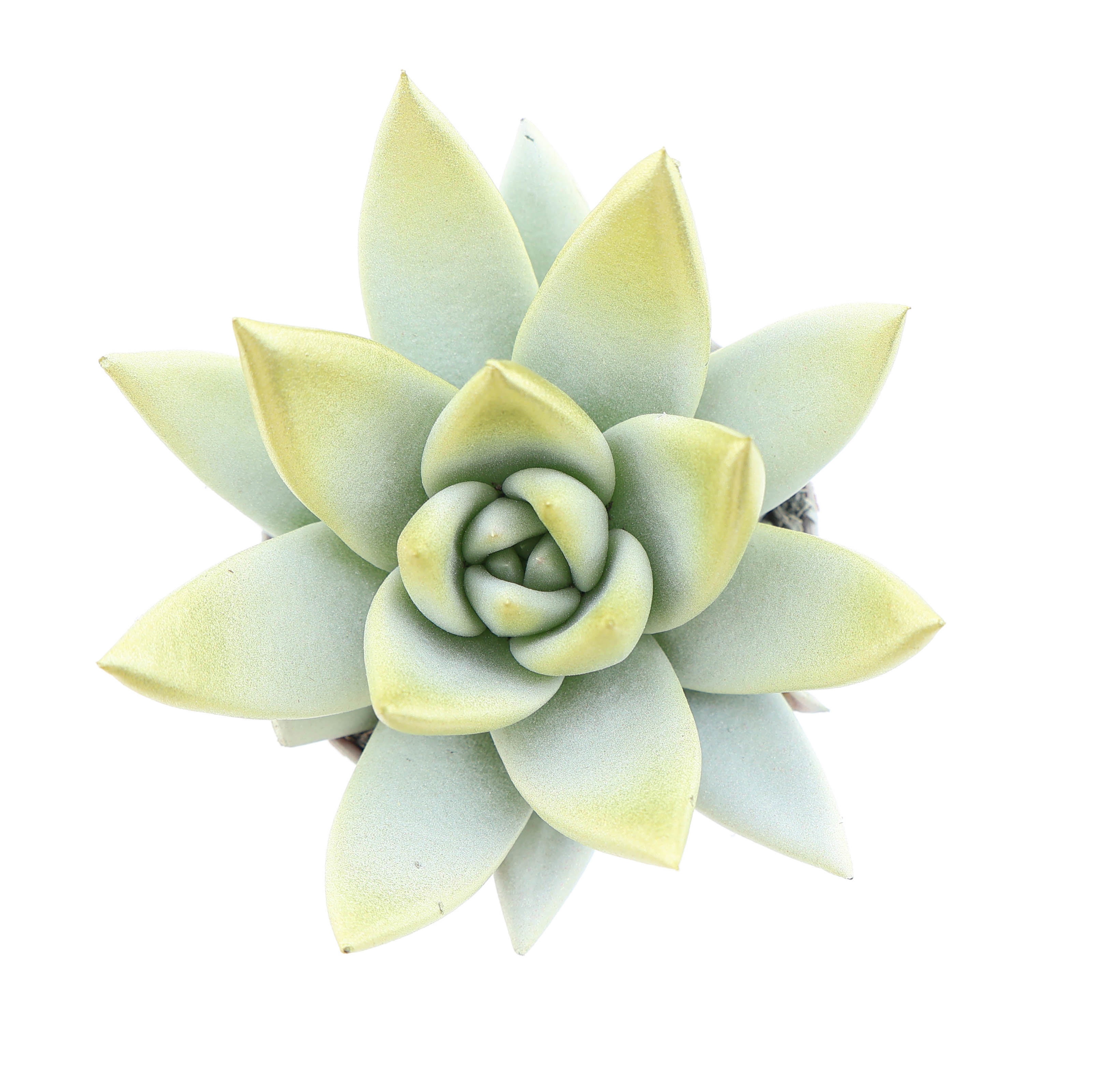 Miranda white + gold tips, D 5,5