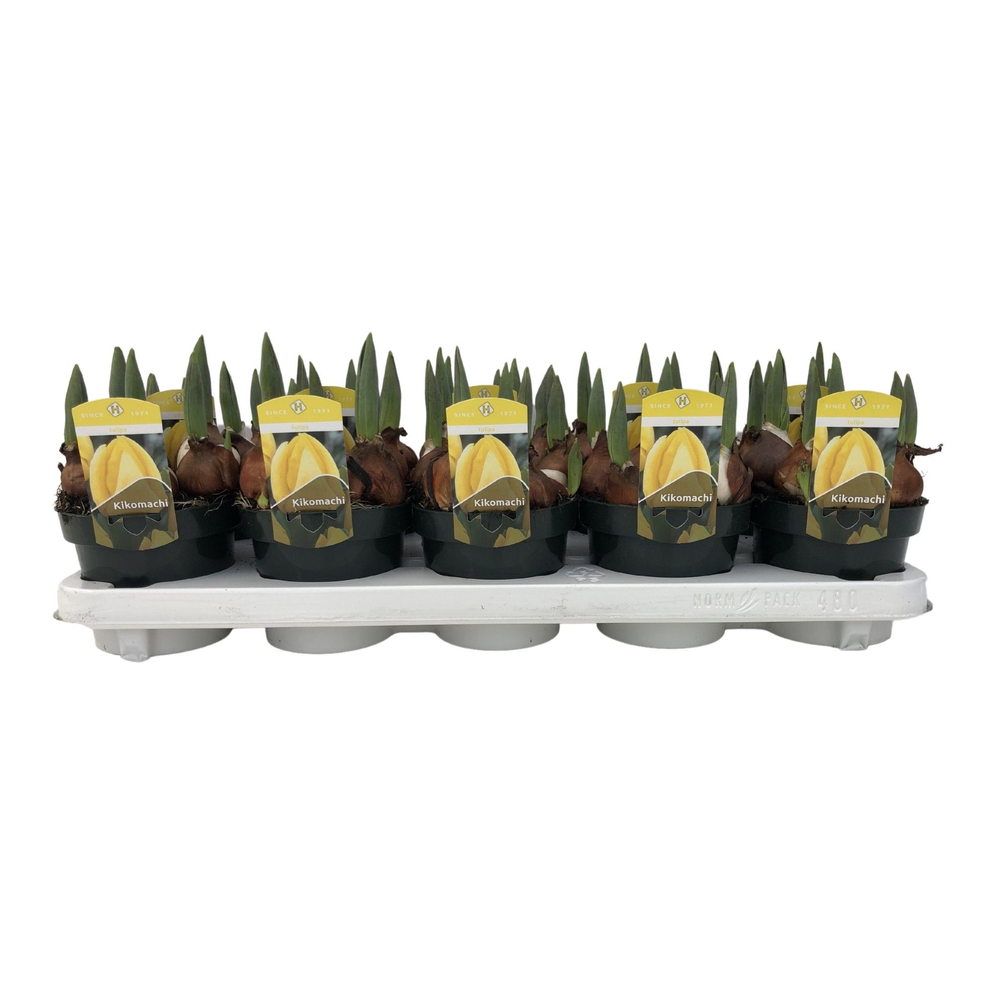 Tulp Geel Granny, D 12