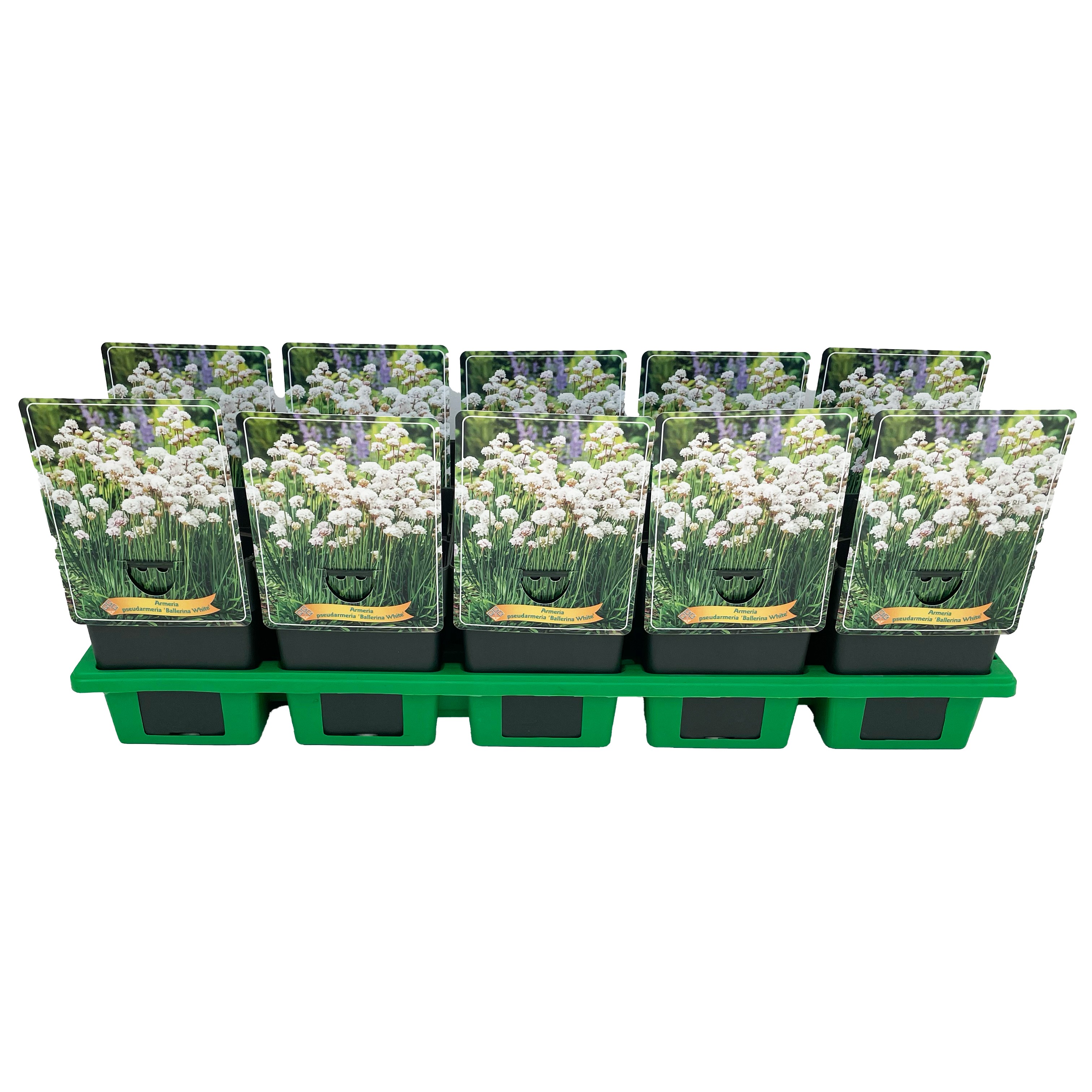 Armeria pseudarmeria 'Ballerina White' P11, D 11