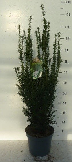 Taxus media Hillii, D 27