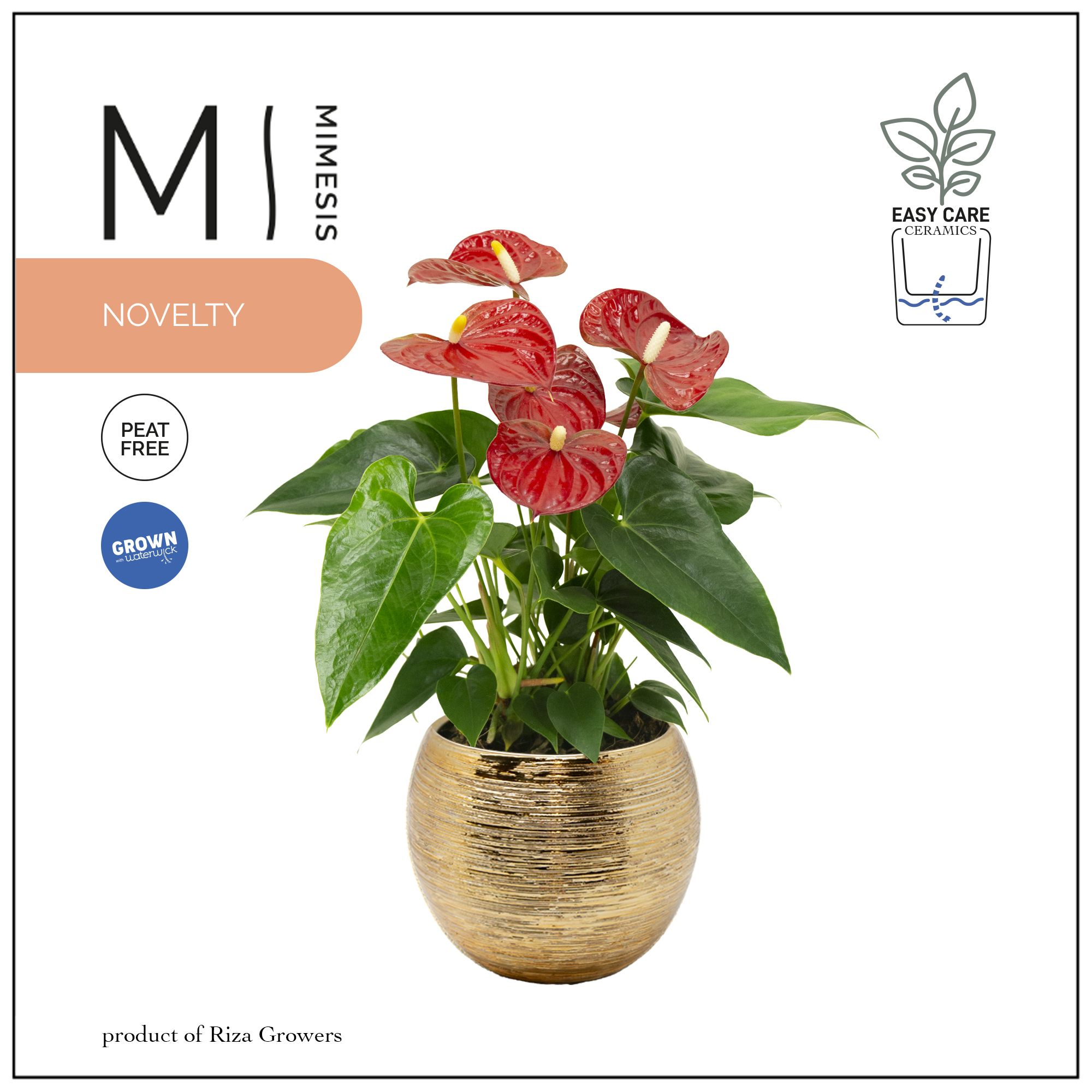 Mimesis Anthurium KARMA Red - 12cm Brush Gold, D 12