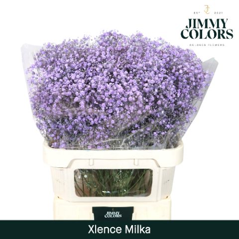 Гипсофила Овериг Крашеная (краш. ) 80, шт.