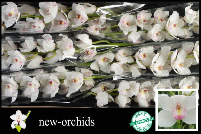 Цимбидиум Дос Пуэблос x6 80, шт.