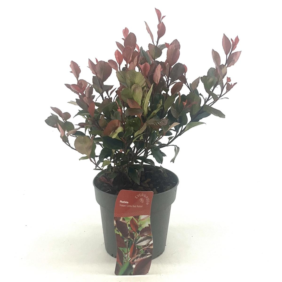 Photinia fraseri 'Little Red Robin', D 17