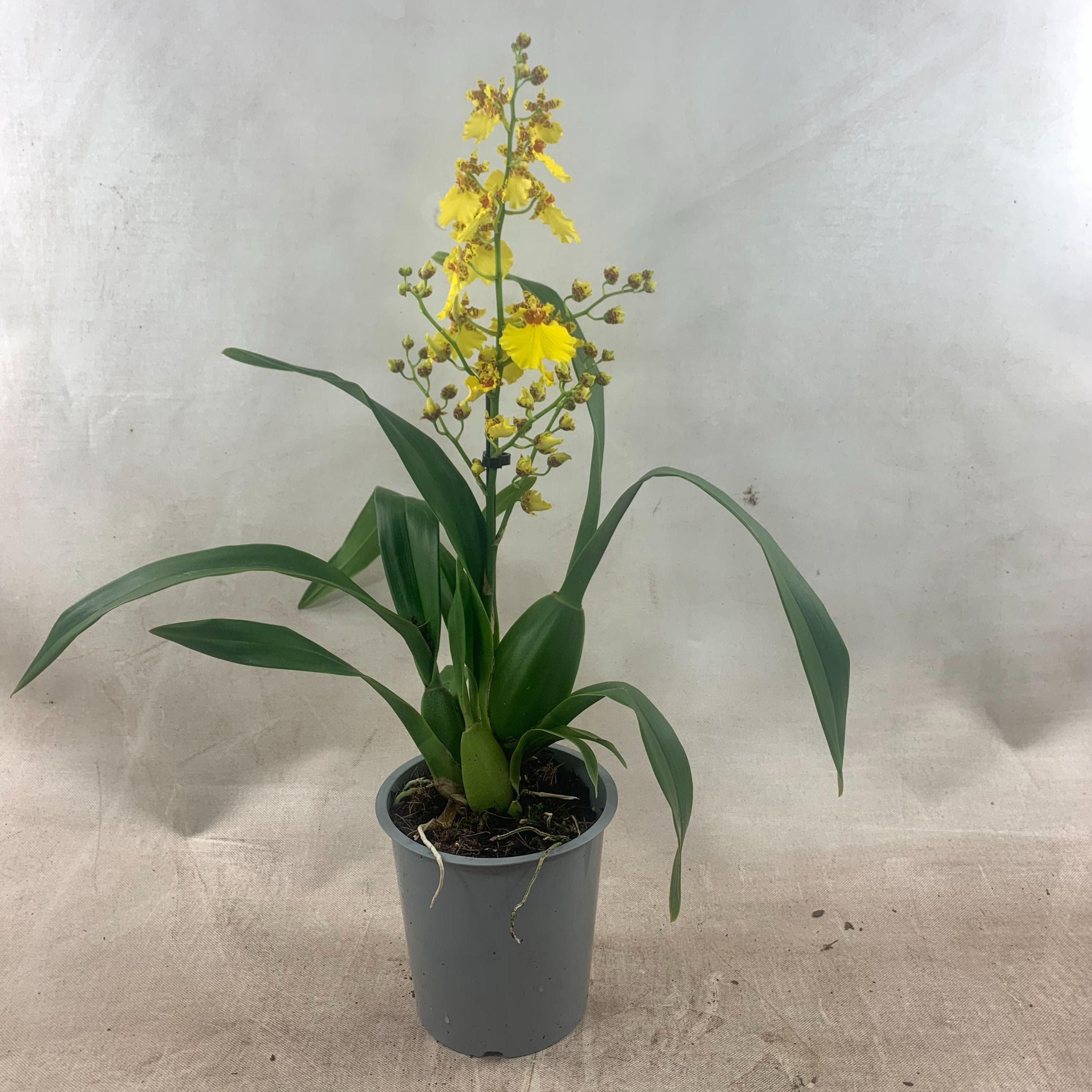 Oncidium 1-tak, D 12