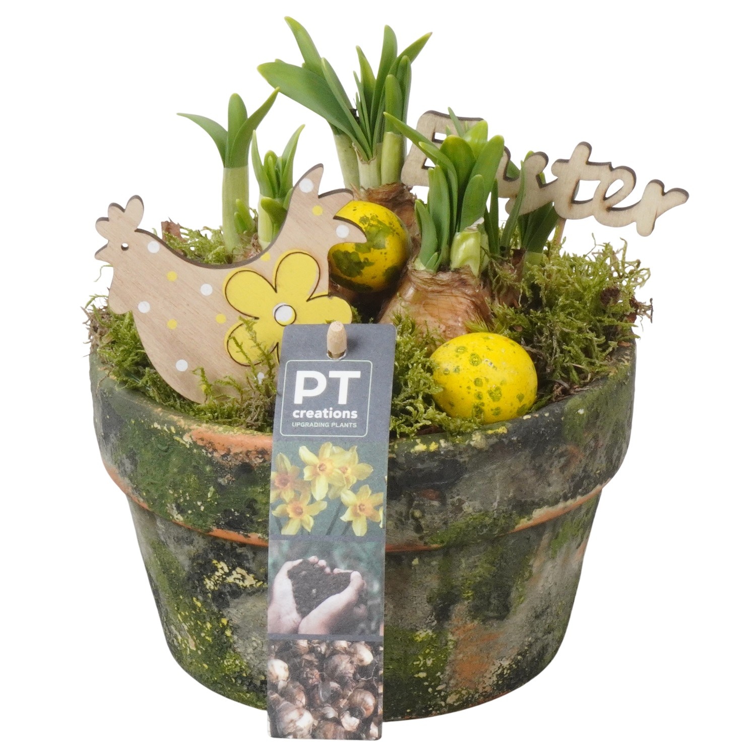 PTNP4461 Arrangement Narcissus Easter in terracotta schaal, D 15
