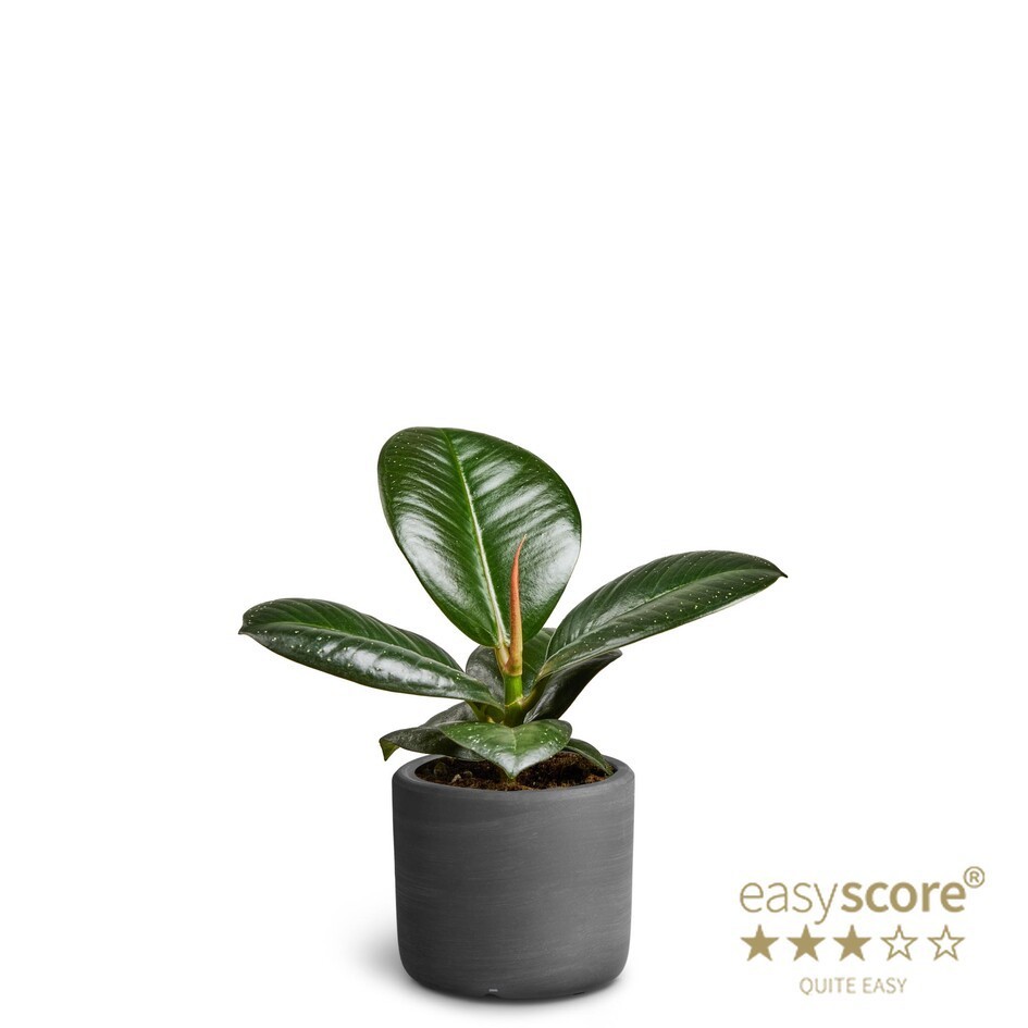 FICUS ELASTICA 'SOFIA' 40620650 Raw Black, D 7