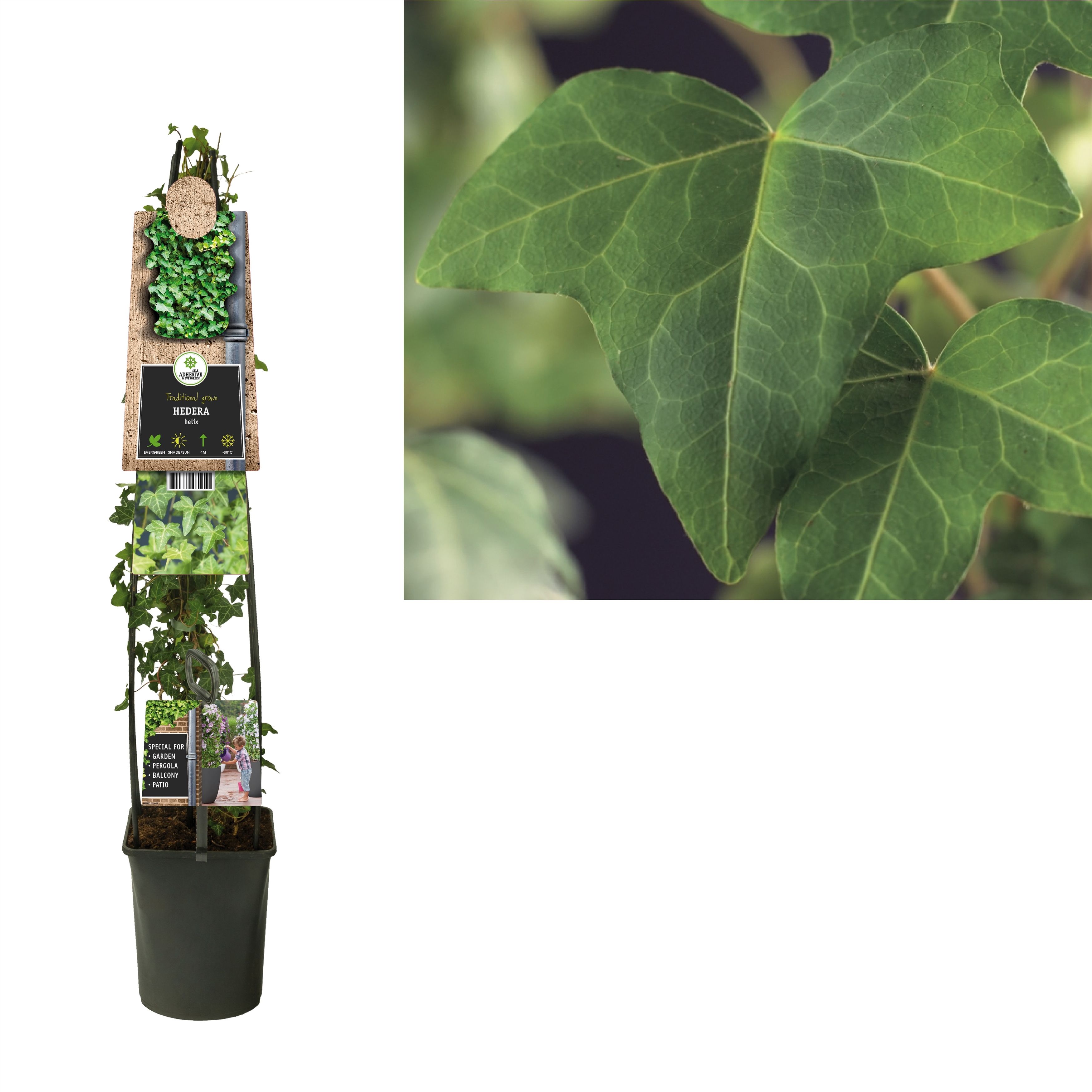 Hedera helix +3.0 label, D 23