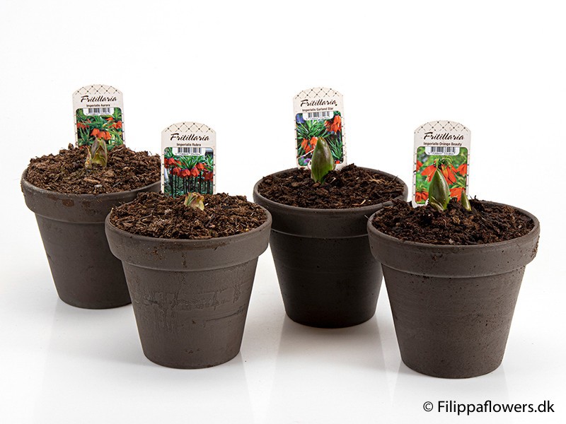 FRITILLARIA IMPERIALIS 'Kejserkrone', D 16