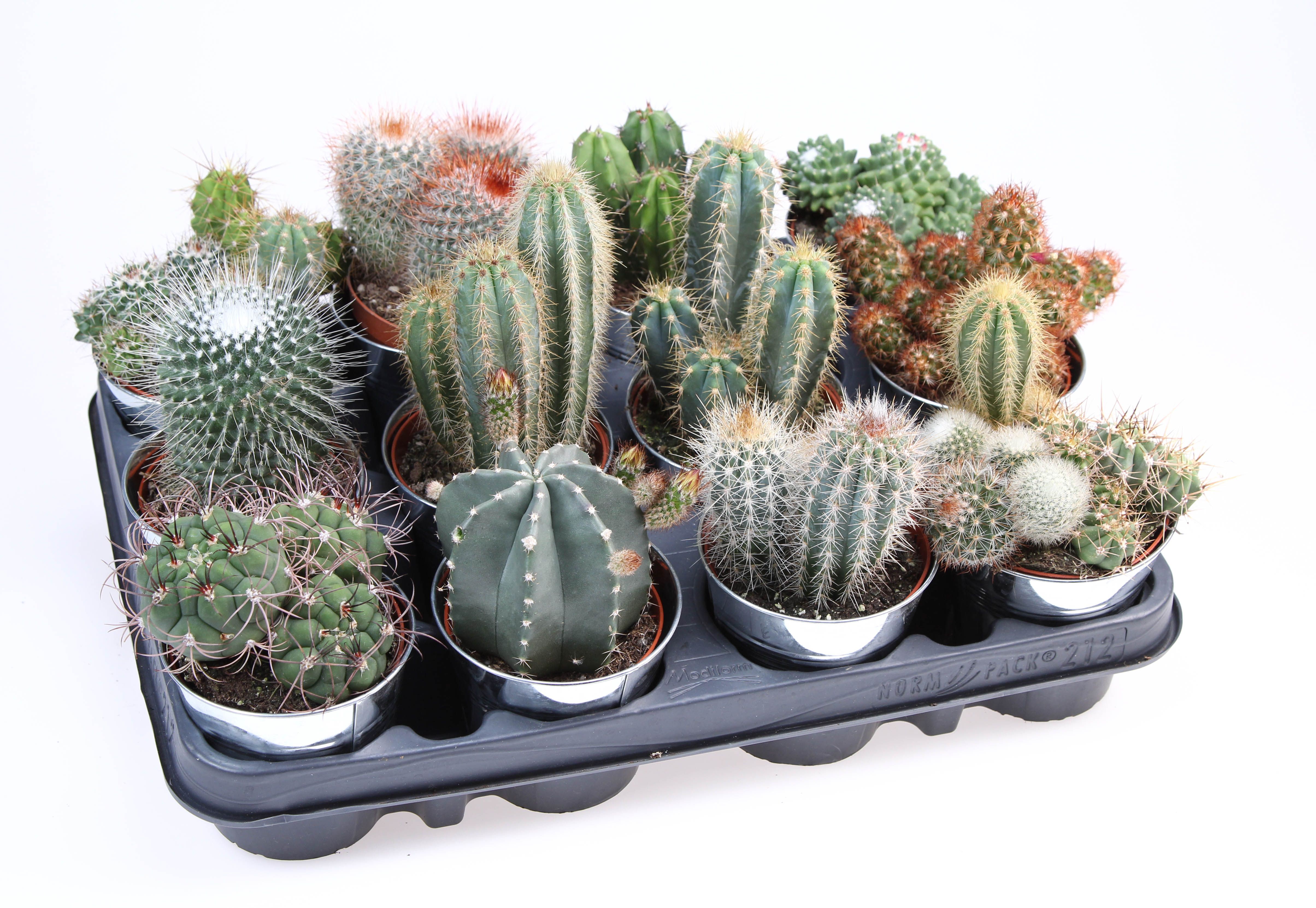Cactus zinkpot, D 10
