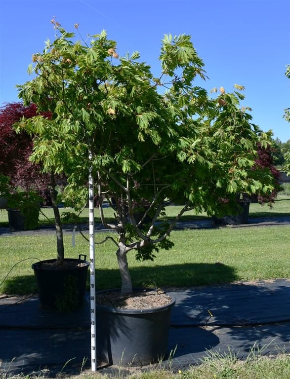 Acer japonicum 'Aconitifolium', D 80