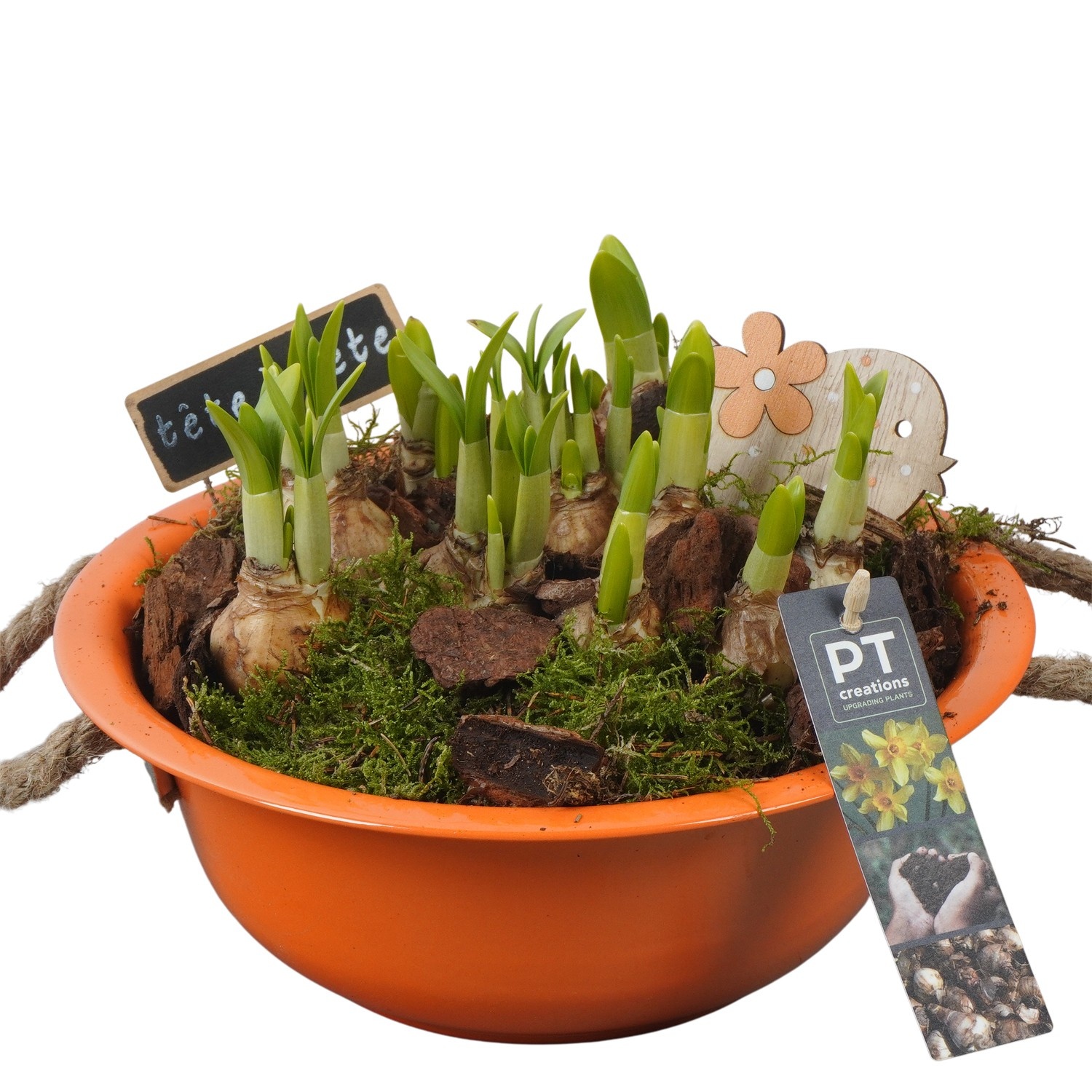 PTN8511 Arrangement Narcissus in zink schaal, D 24