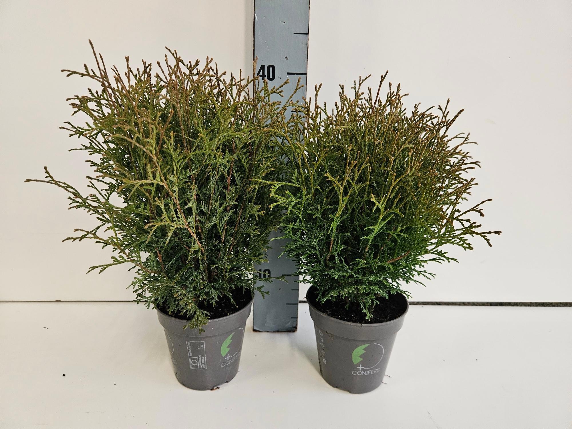 Thuja occidentalis 'Tiny Tim', D 13