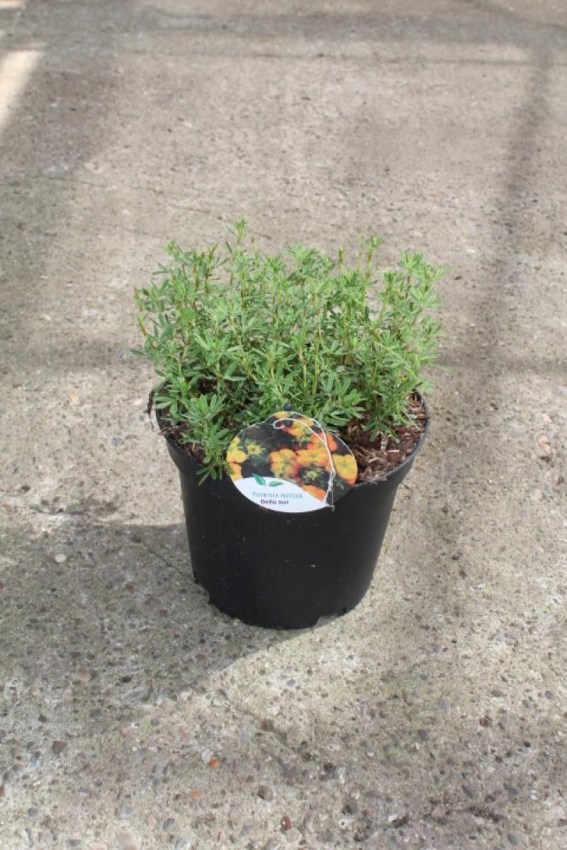 Potentilla f. Bella Sol, oranje, D 19
