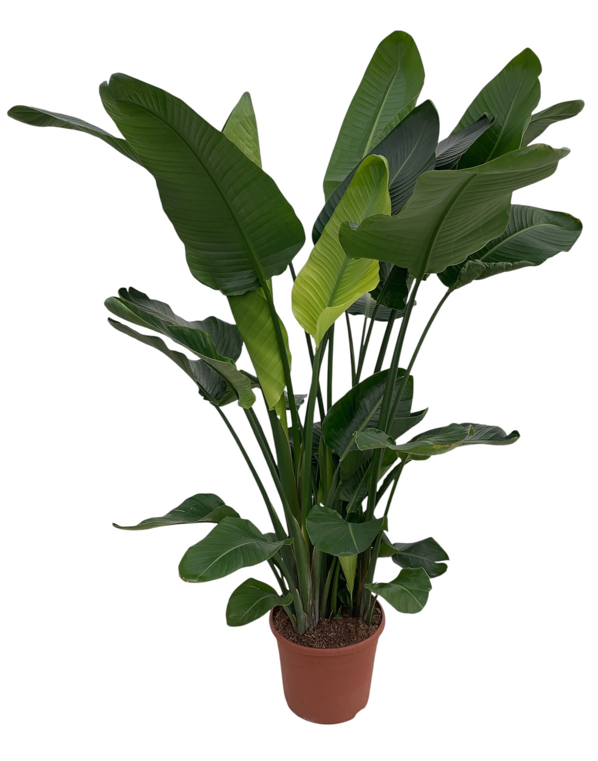 Strelitzia Nicolai P35, D 35