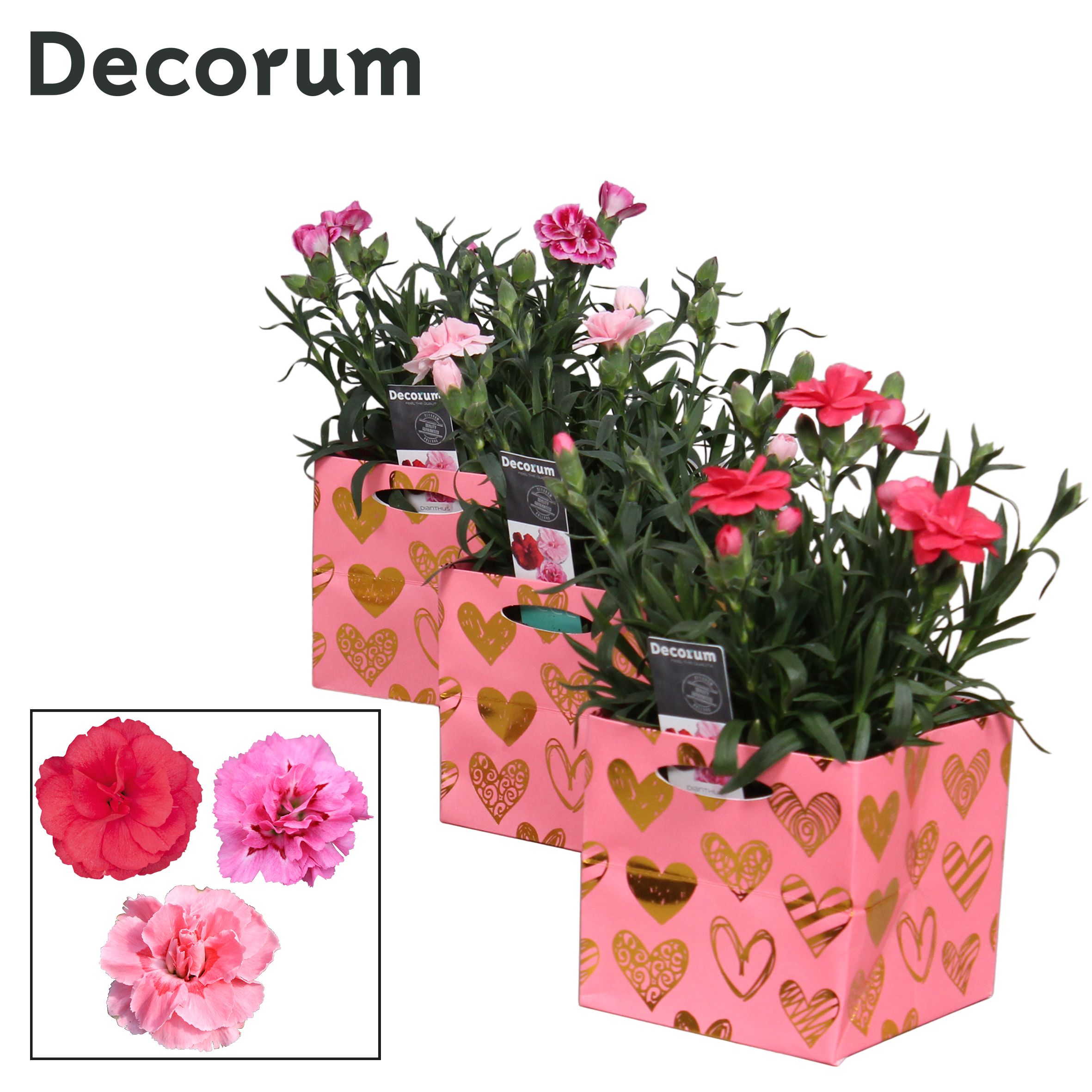 Dianthus - 10,5 cm - Oscar mix Affection - Decorum, D 10,5