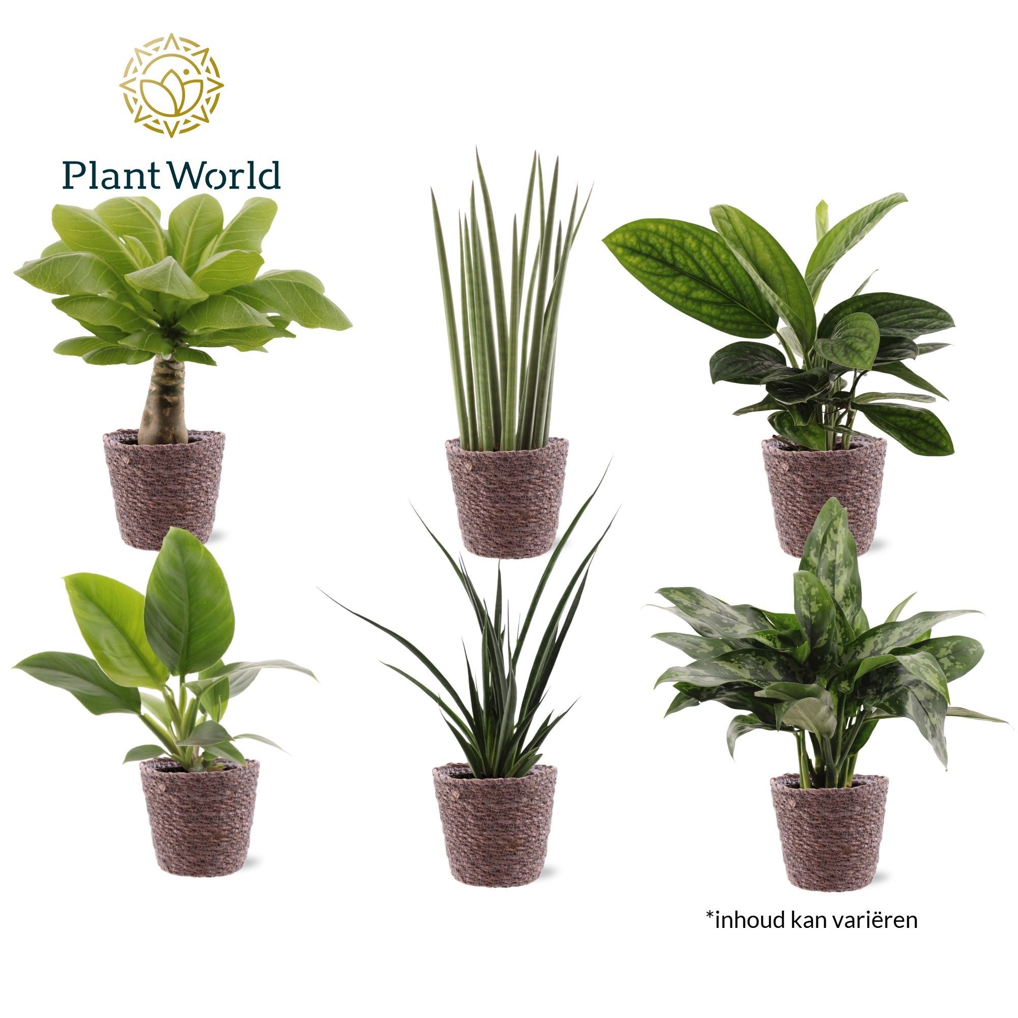 Groenmix Miami (diverse soorten) Trendy Mand, D 12