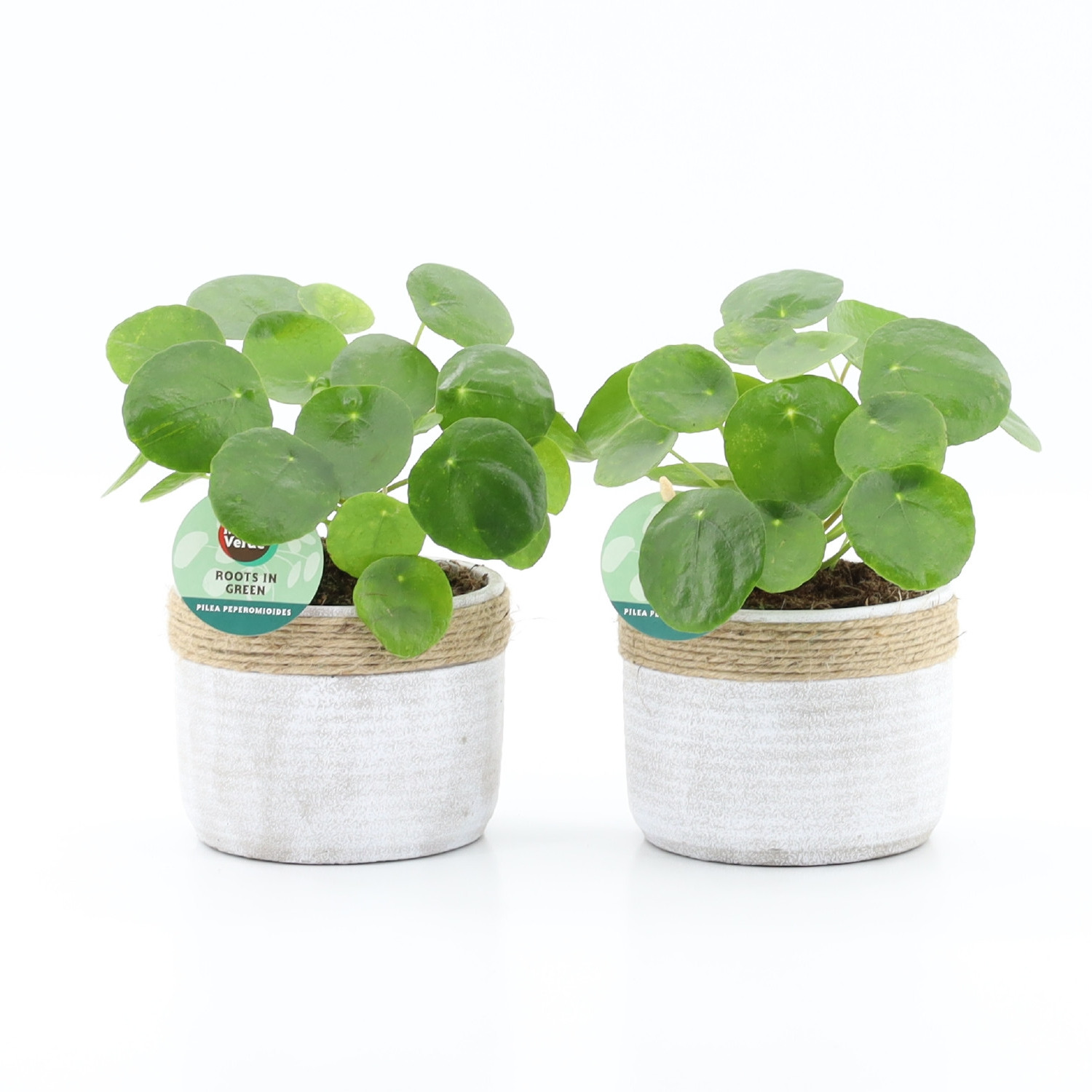 Pilea Peperomioides in Sturdy, D 13