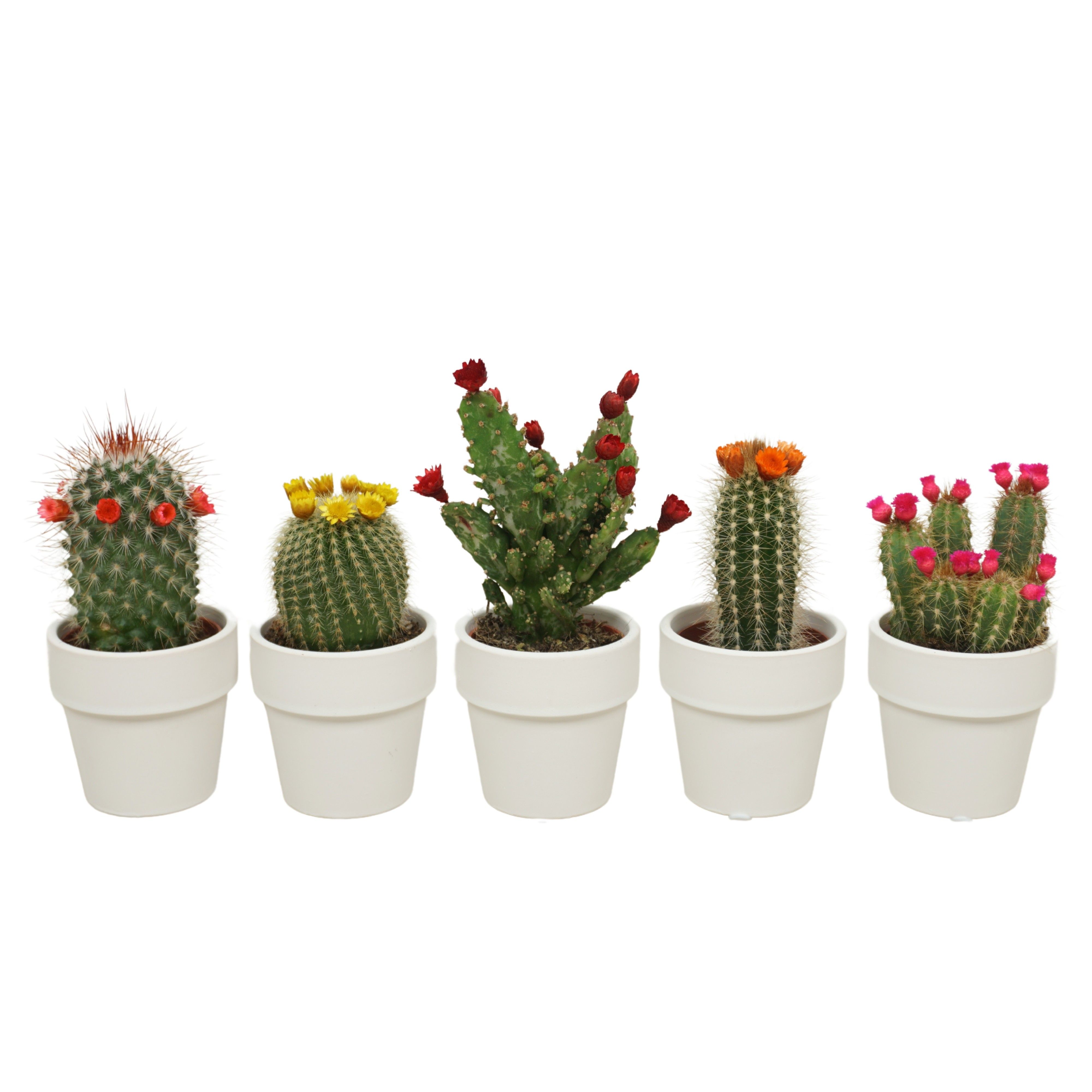 Cactus mix strobloem in 6 cm 'Wit Kraagpotje, D 5,5