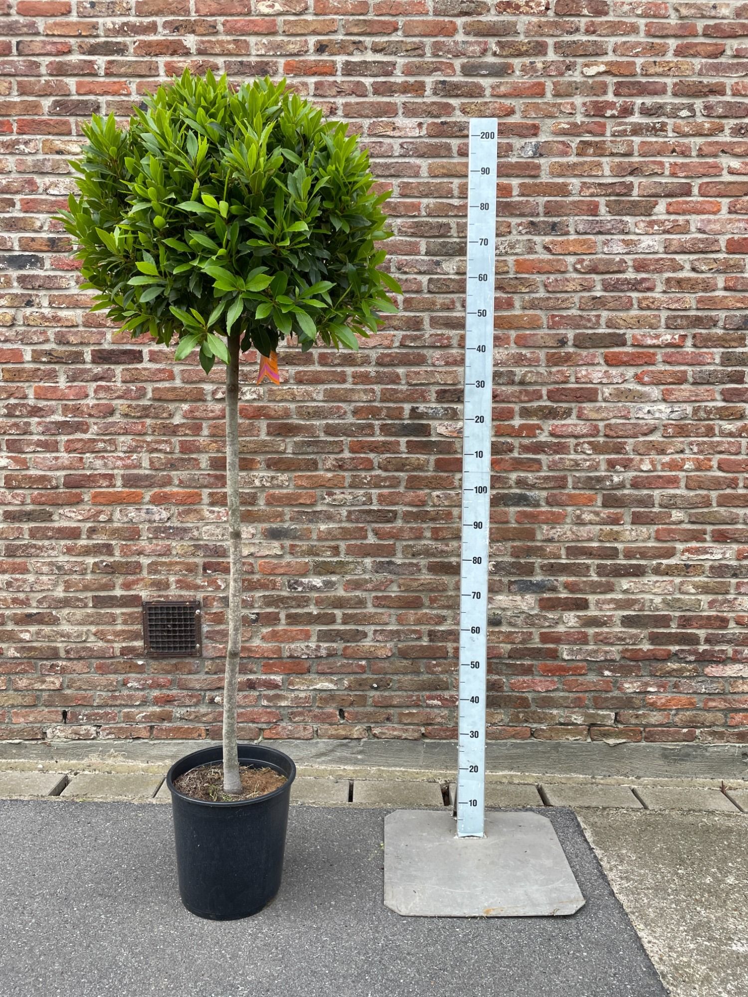 LAURUS NOBILIS BOL 5/4 ST 65/70 P 30, D 30