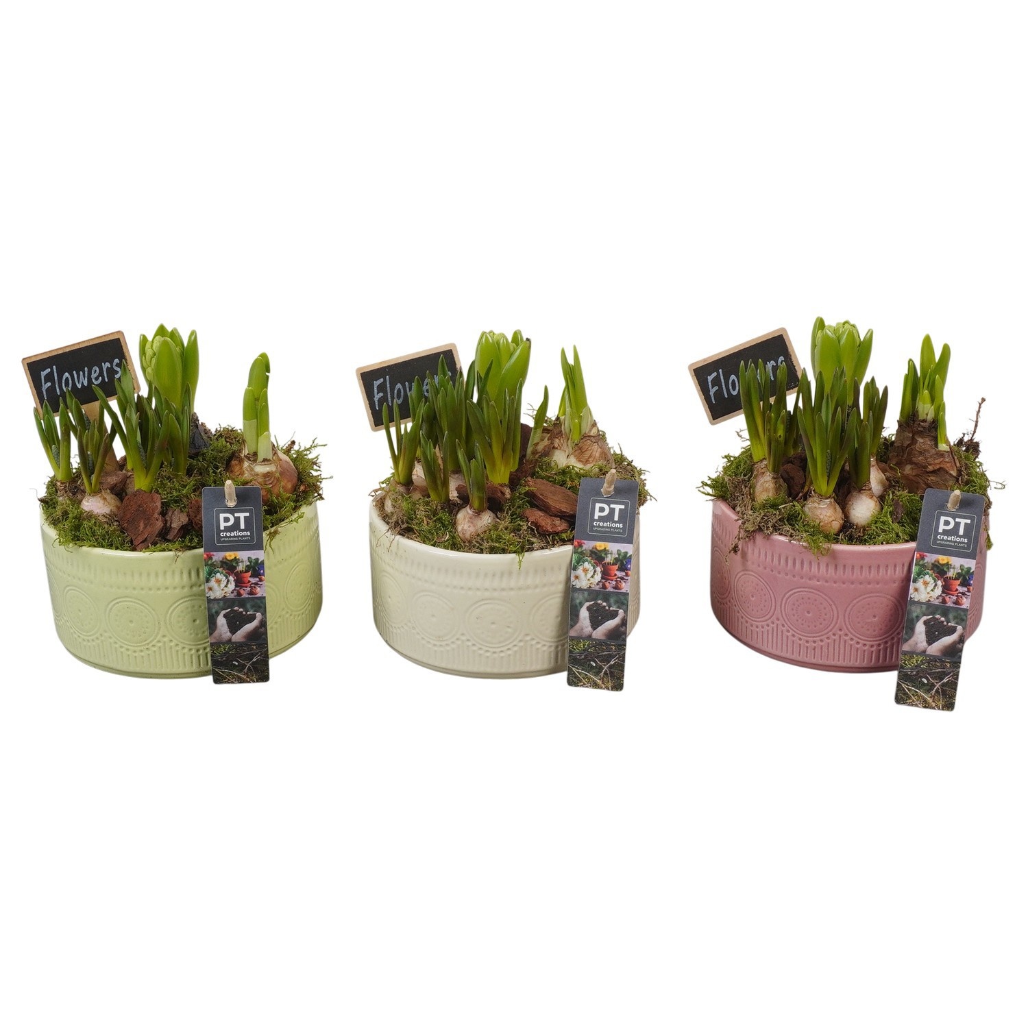 PTBM3935 Arrangement Flower Bulbs Mix in keramiek schaal, D 15