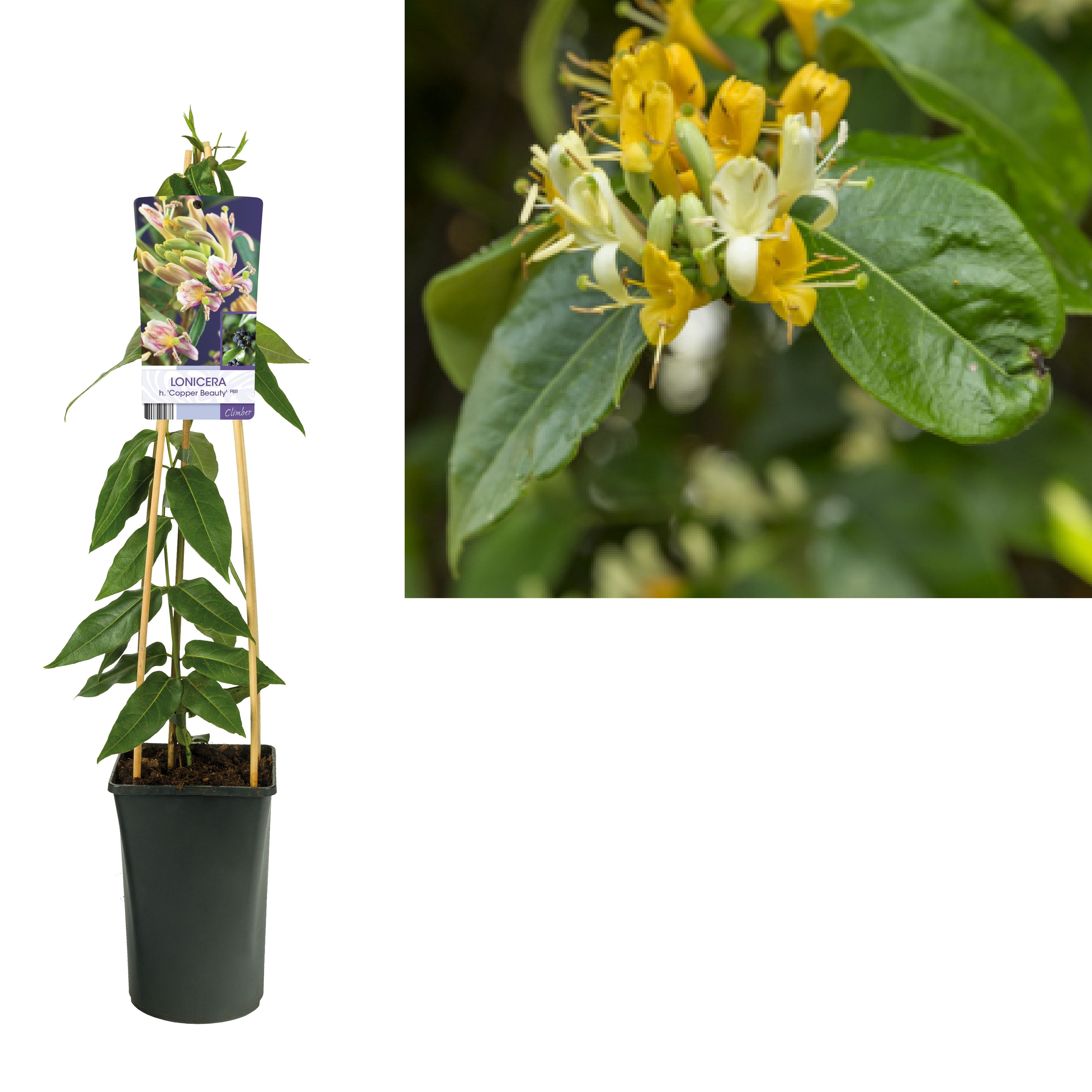Lonicera h. 'Copper Beauty' PBR +light label, D 17