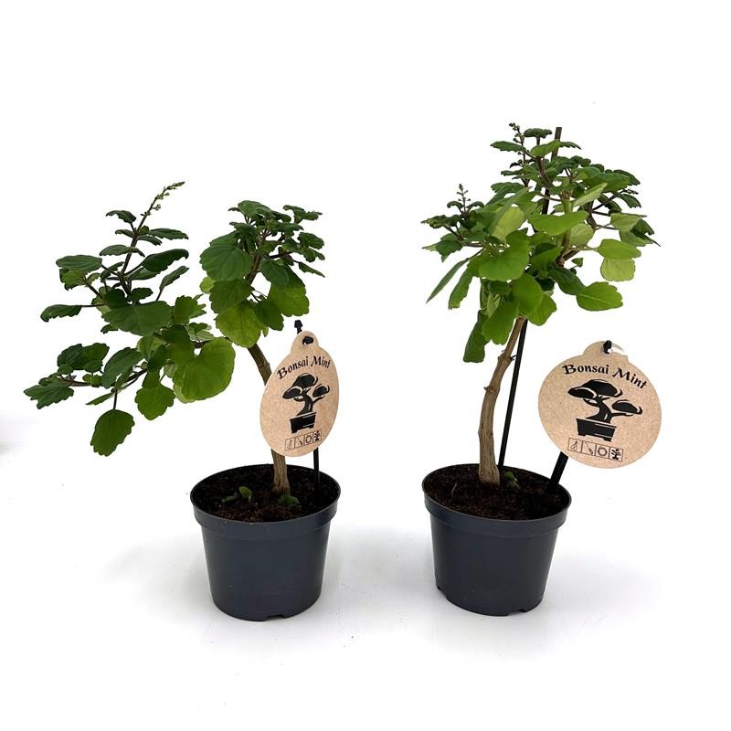 PLECTRANTHUS ERNSTII Bonsai, D 12