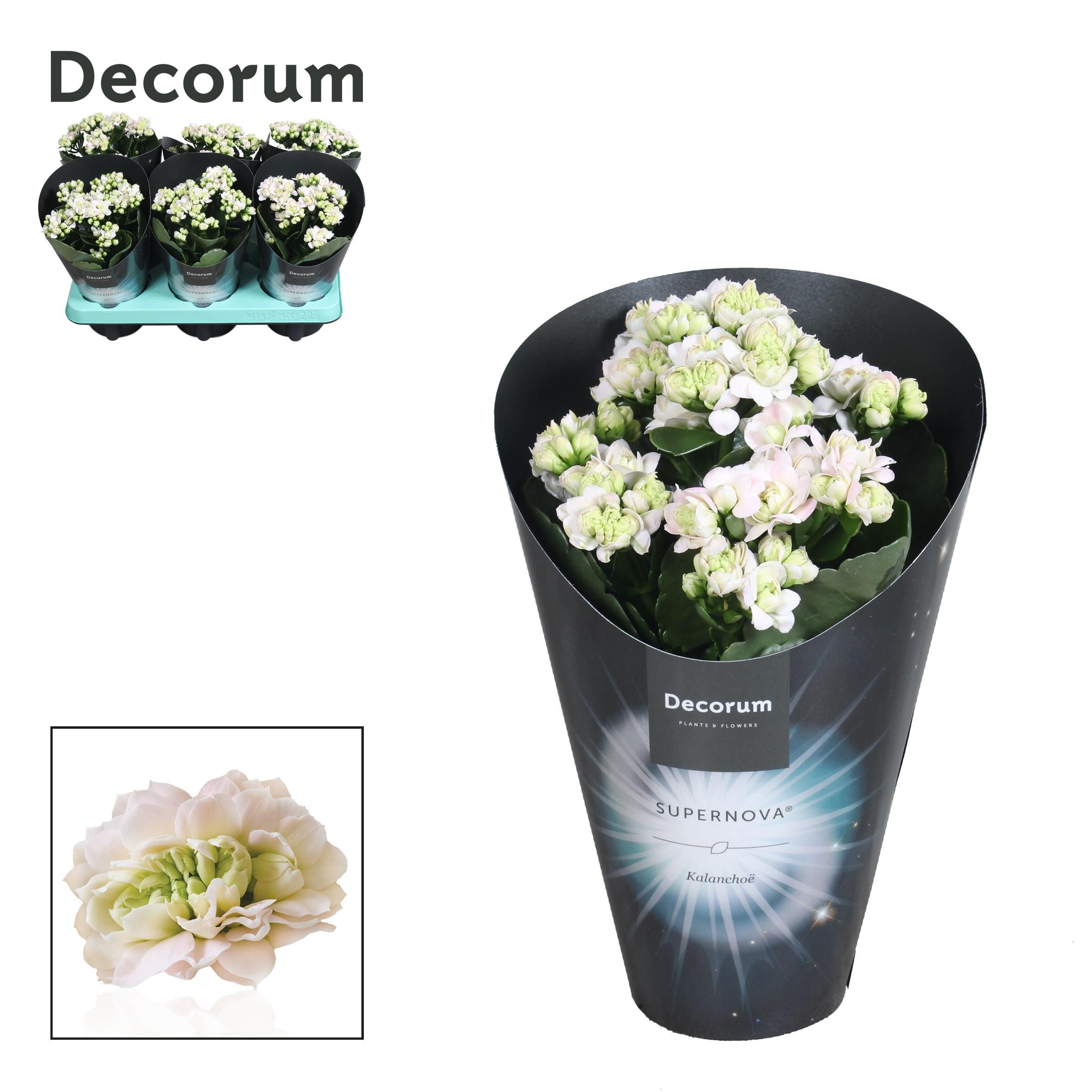 Kalanchoë Supernova Pinkish White, D 10,5