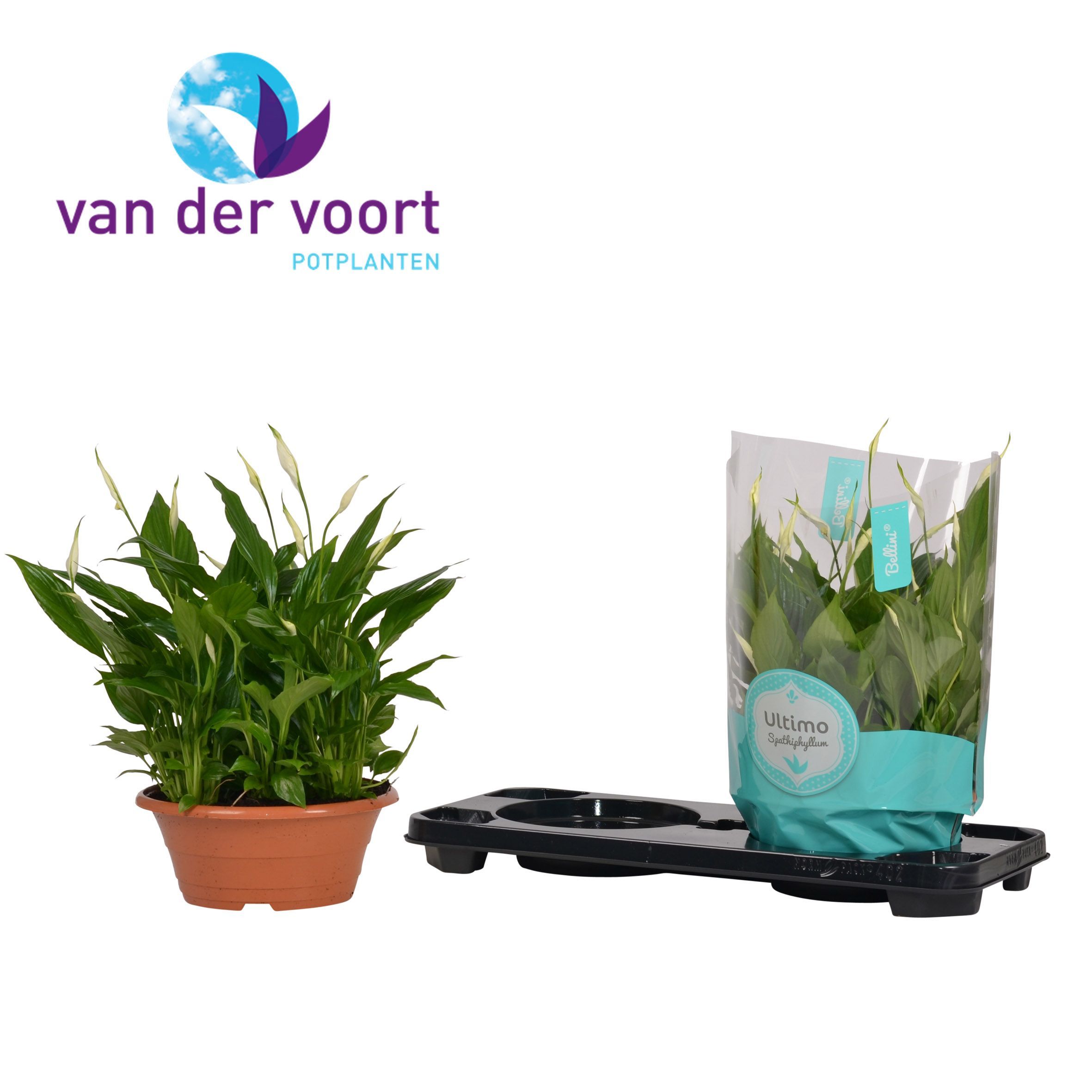 Spathiphyllum Bellini - 23 cm schaal ultimo, D 23