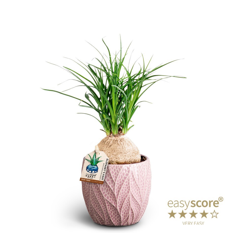 BEAUCARNEA RECURVATA 40903036 Leaf Rosa Beaucarnea, D 10