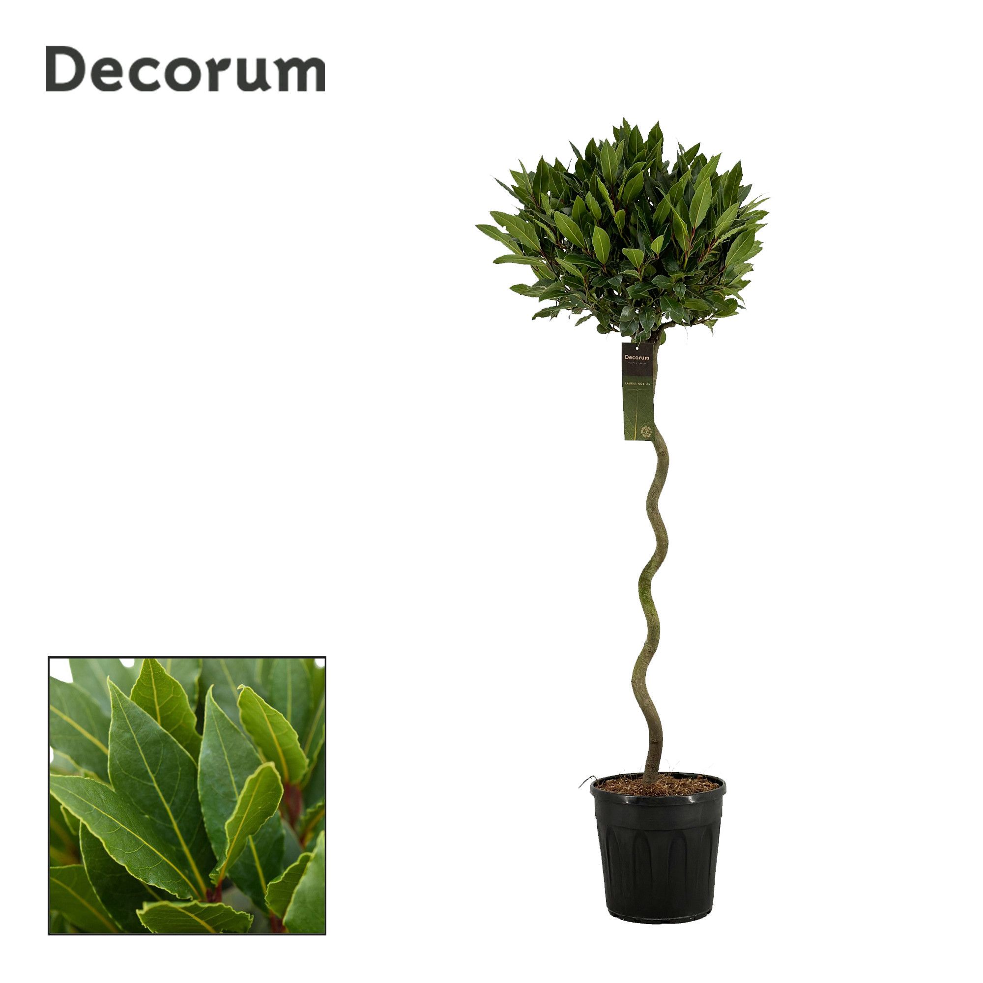Laurus nobilis Spiraal stam, D 25