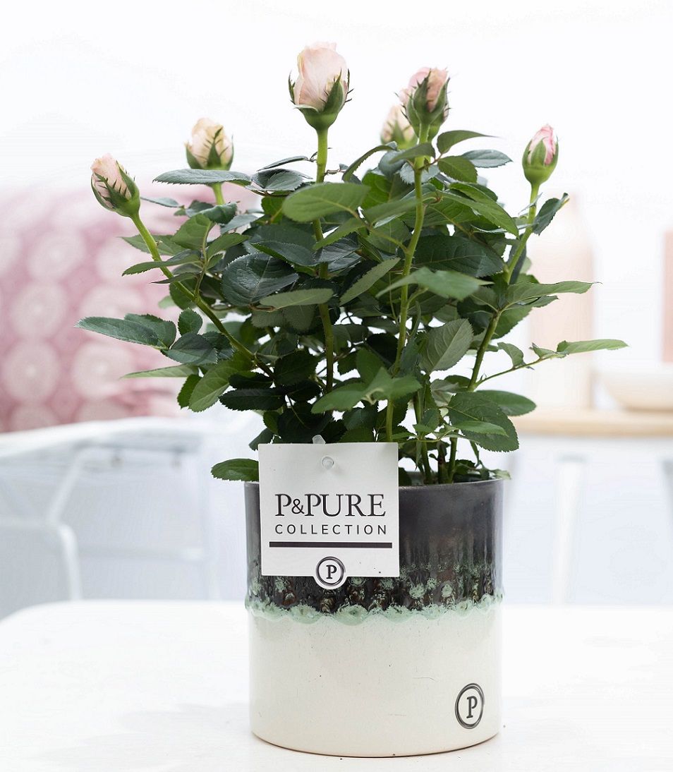 Rosa light pink in P&PURE Illusion cer. perfectly imperfectab, D 12