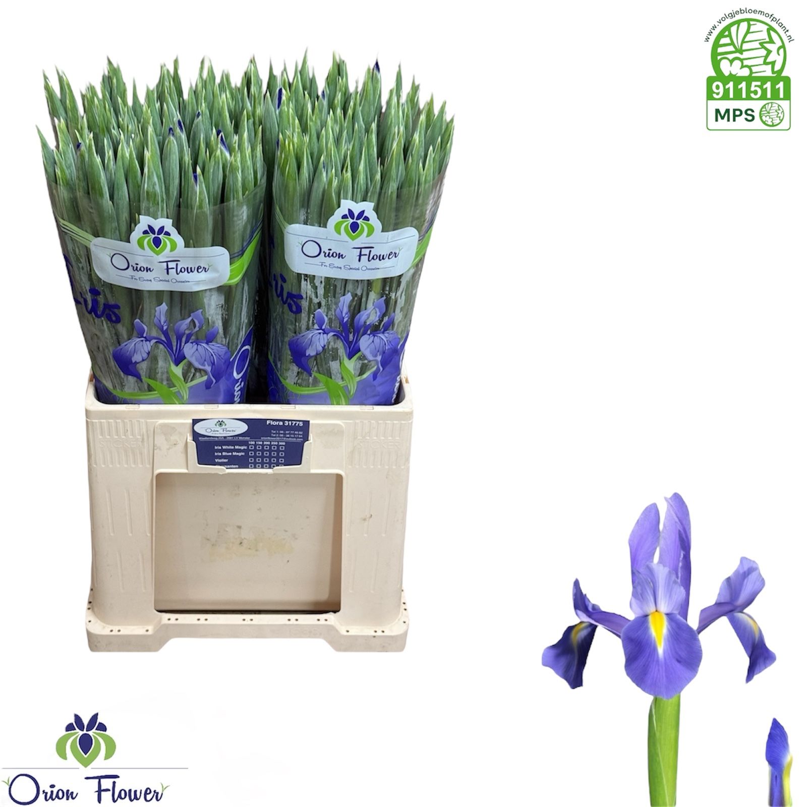 Ирис Профессор Блау (син.), шт.