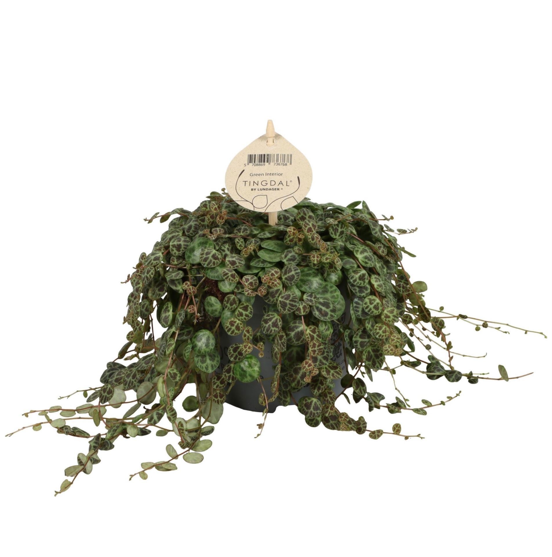 Peperomia Prostrata 12 cm, D 12