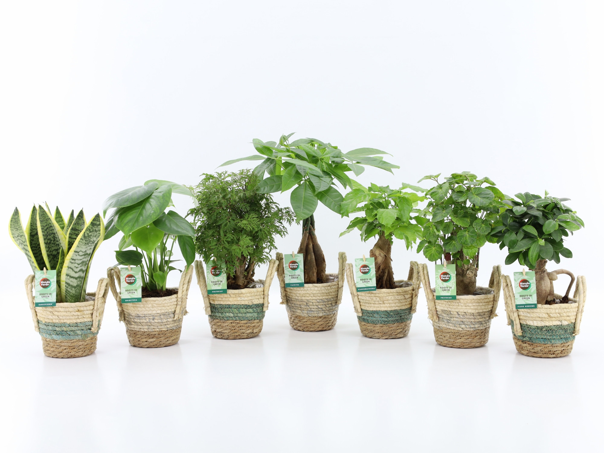 Exotic Green Mix in Noah Stripe, D 14