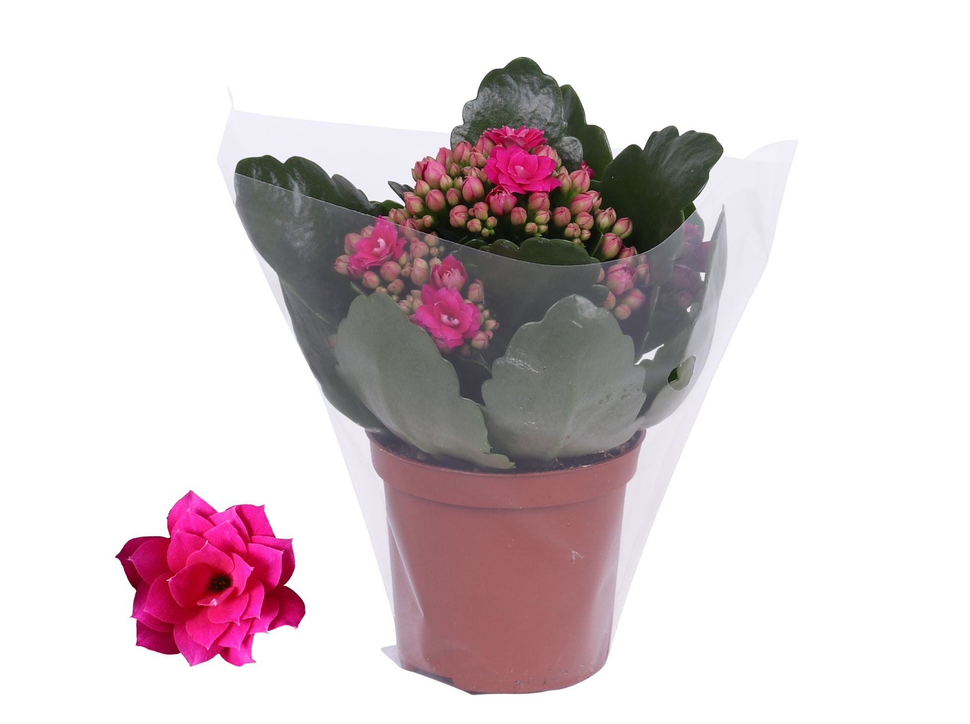 Kalanchoe Rosalina 07cm Don Victorio paars, Blanco hoes, D 7