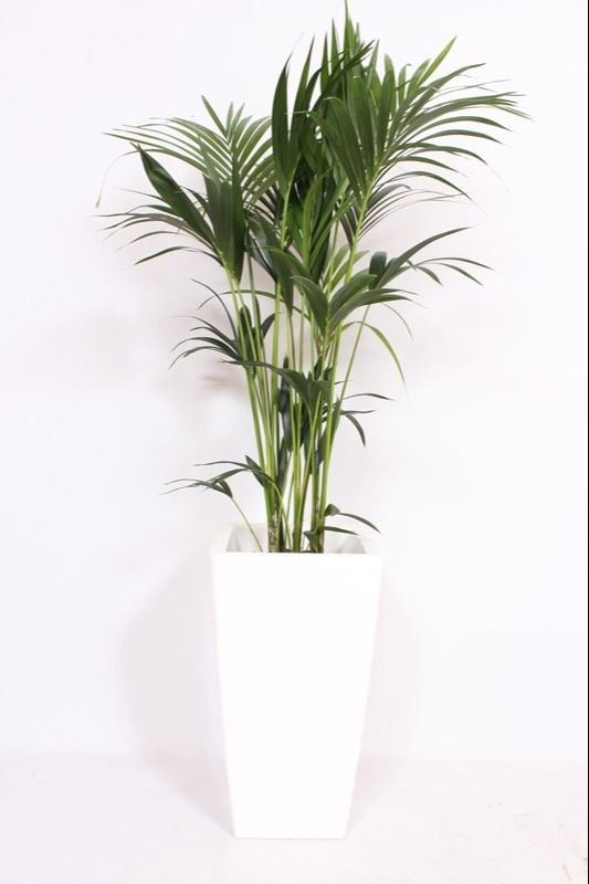 Howea Forsteriana in Piza pot "wit", D 33