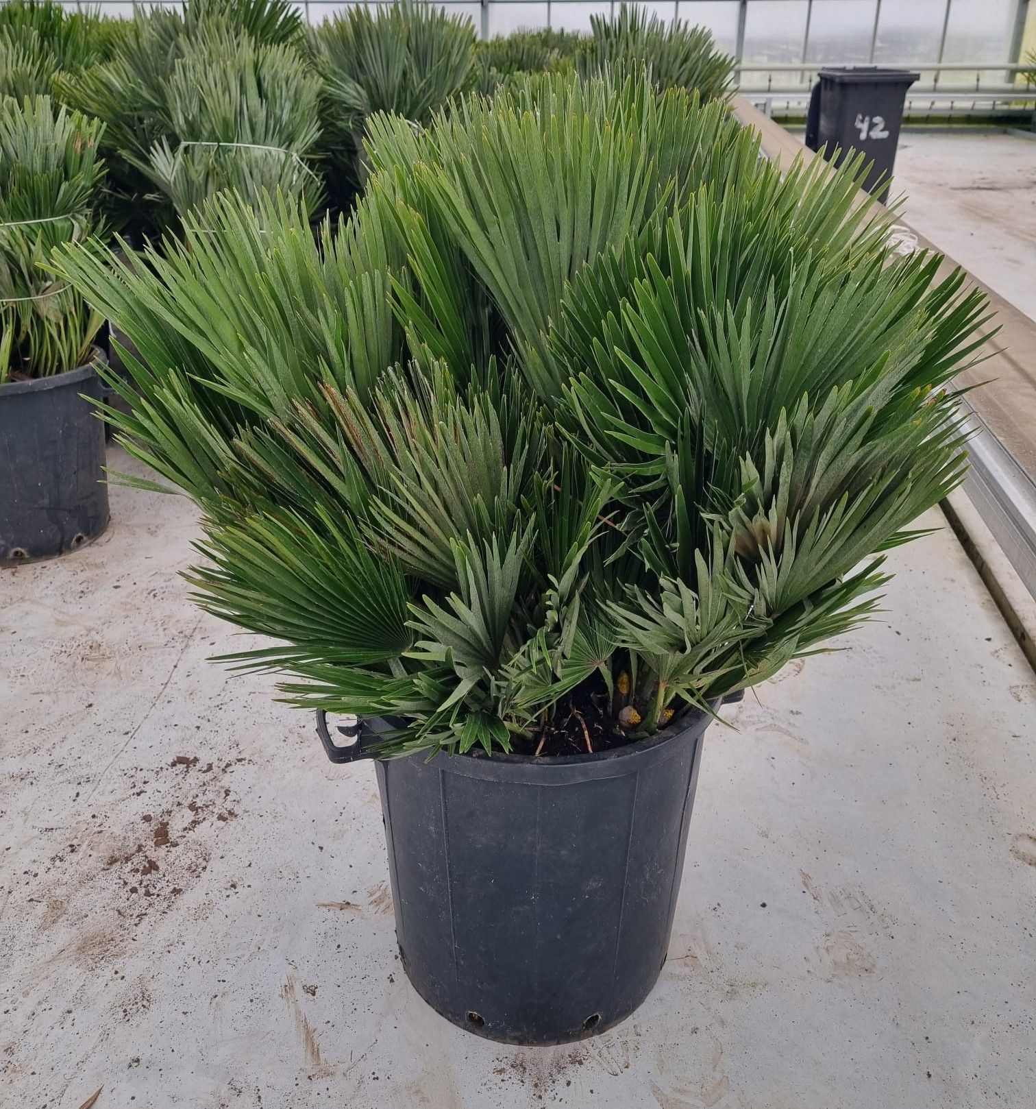 Chamaerops vulcano, D 50