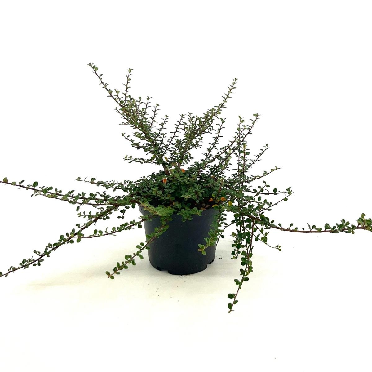 Cotoneaster microphyllus, D 19