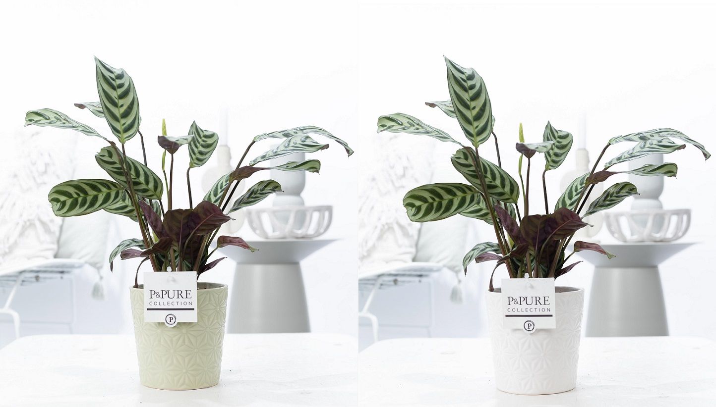 Ctenanthe Burle Marxii in P&PURE Juliette ceramics ass. 3, D 12