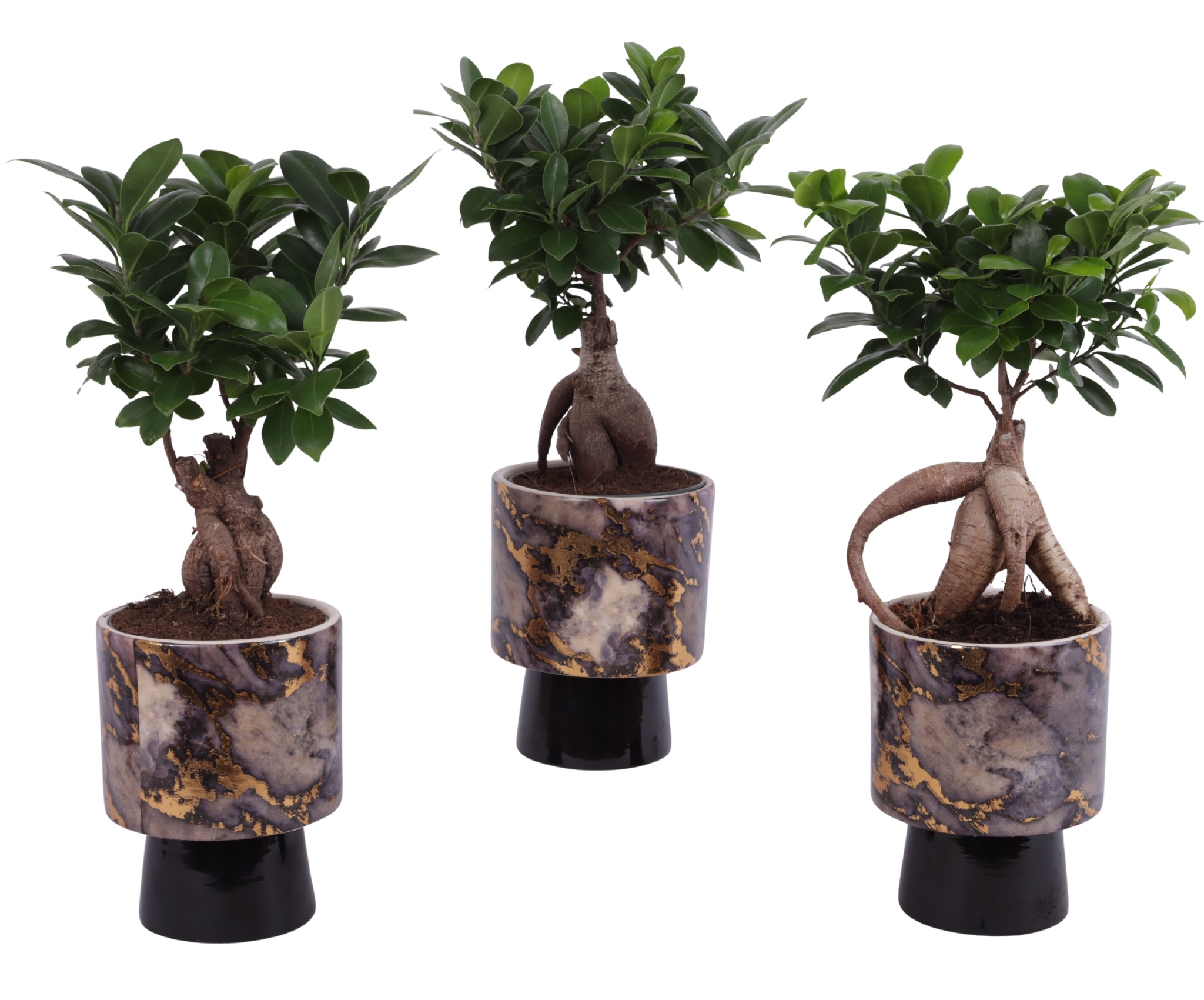 Ficus m. Ginseng Ball Shape Ø12cm in Ø14cm Ceramic PL672, D 14