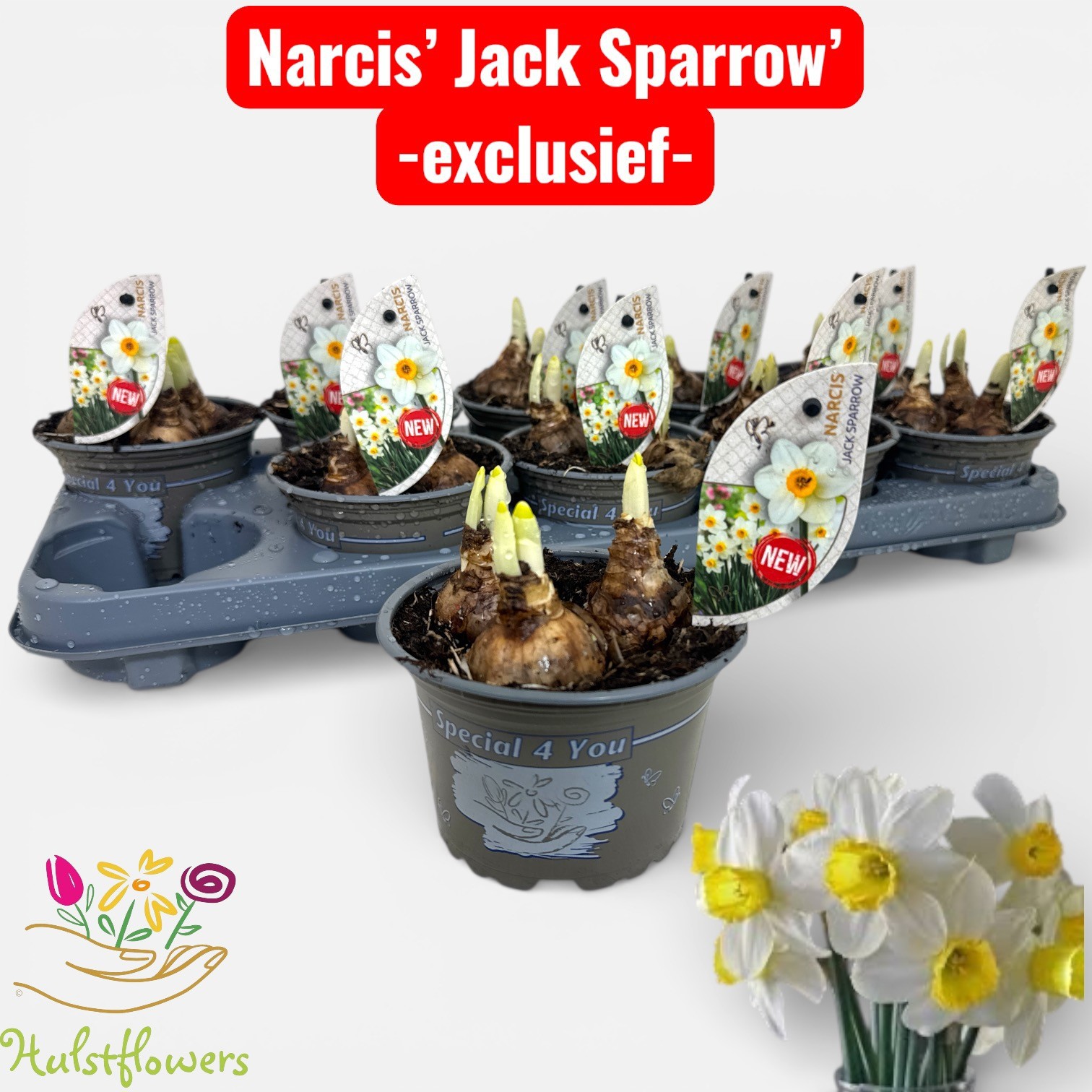 Narcis Jack Sparrow, D 12