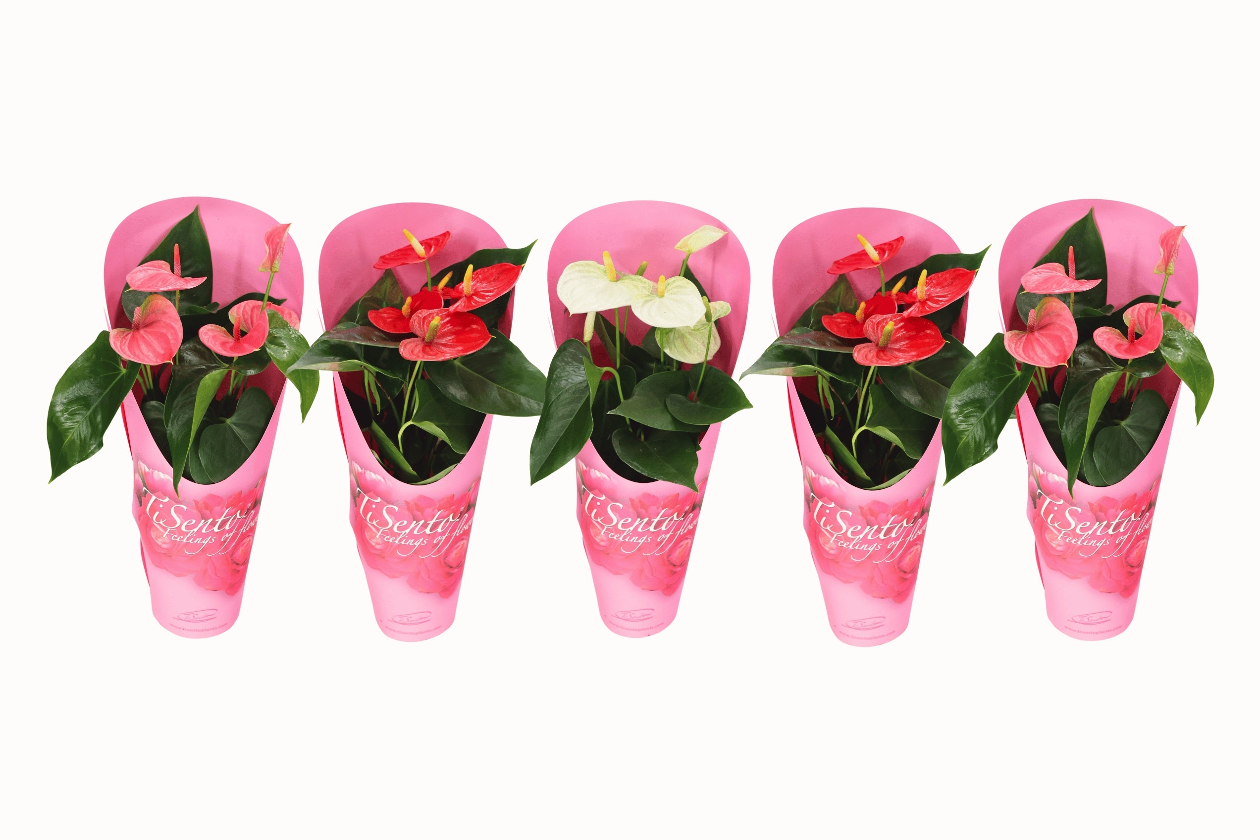 Anthurium in specially giftcover, D 12