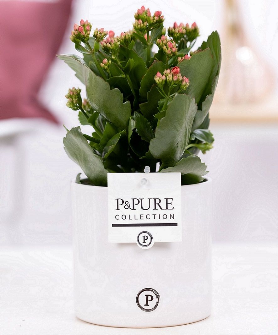 Kalanchoe red in P&PURE Essential cer. red, D 12