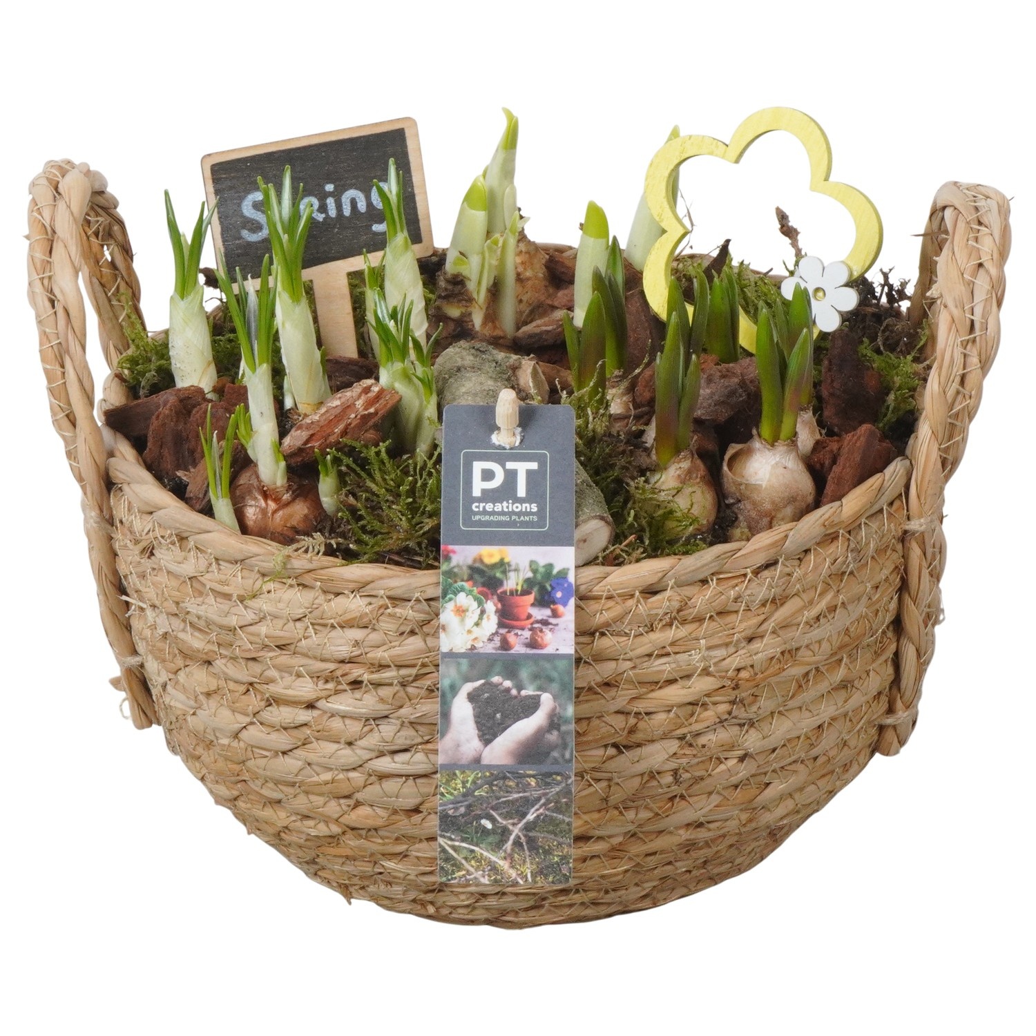 PTBM3813 Arrangement Flower Bulbs Mix in rieten mand, D 20