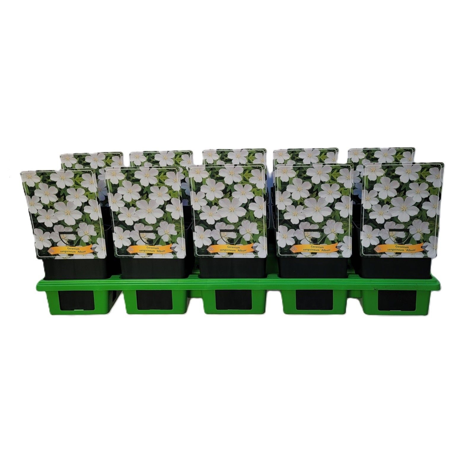 Geranium sanguineum 'Album' P11, D 11