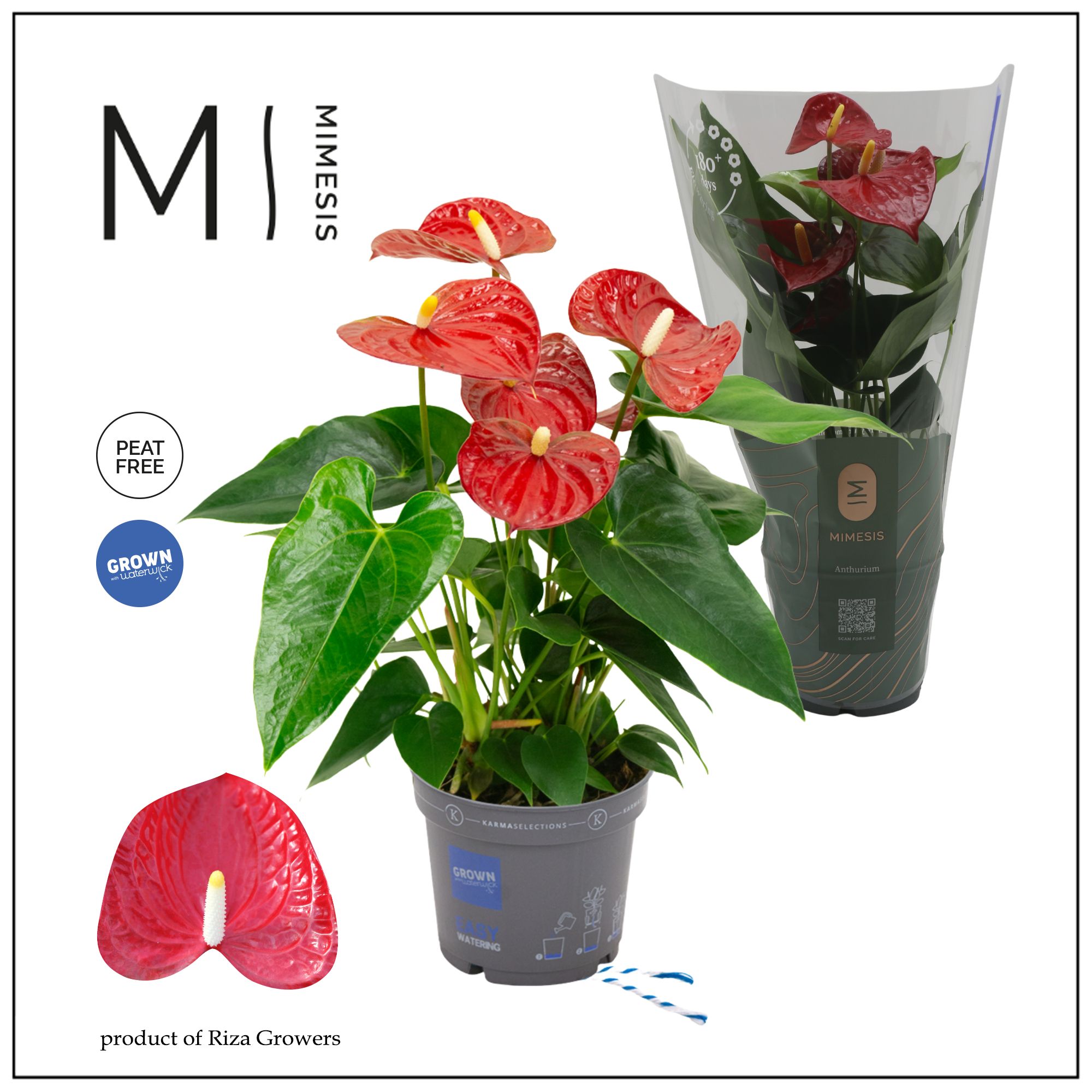 Mimesis Anthurium KARMA Red - 12cm, D 12