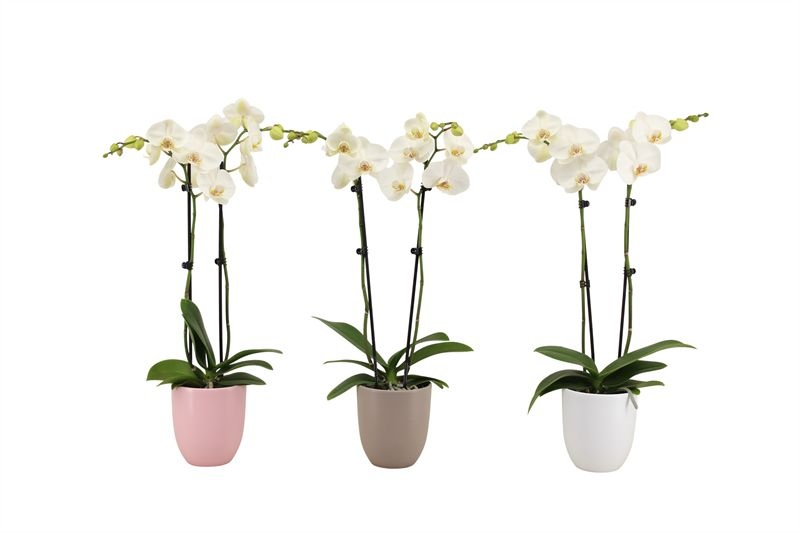 Hugo p12 mix hotel Phal white 2T14+, D 12